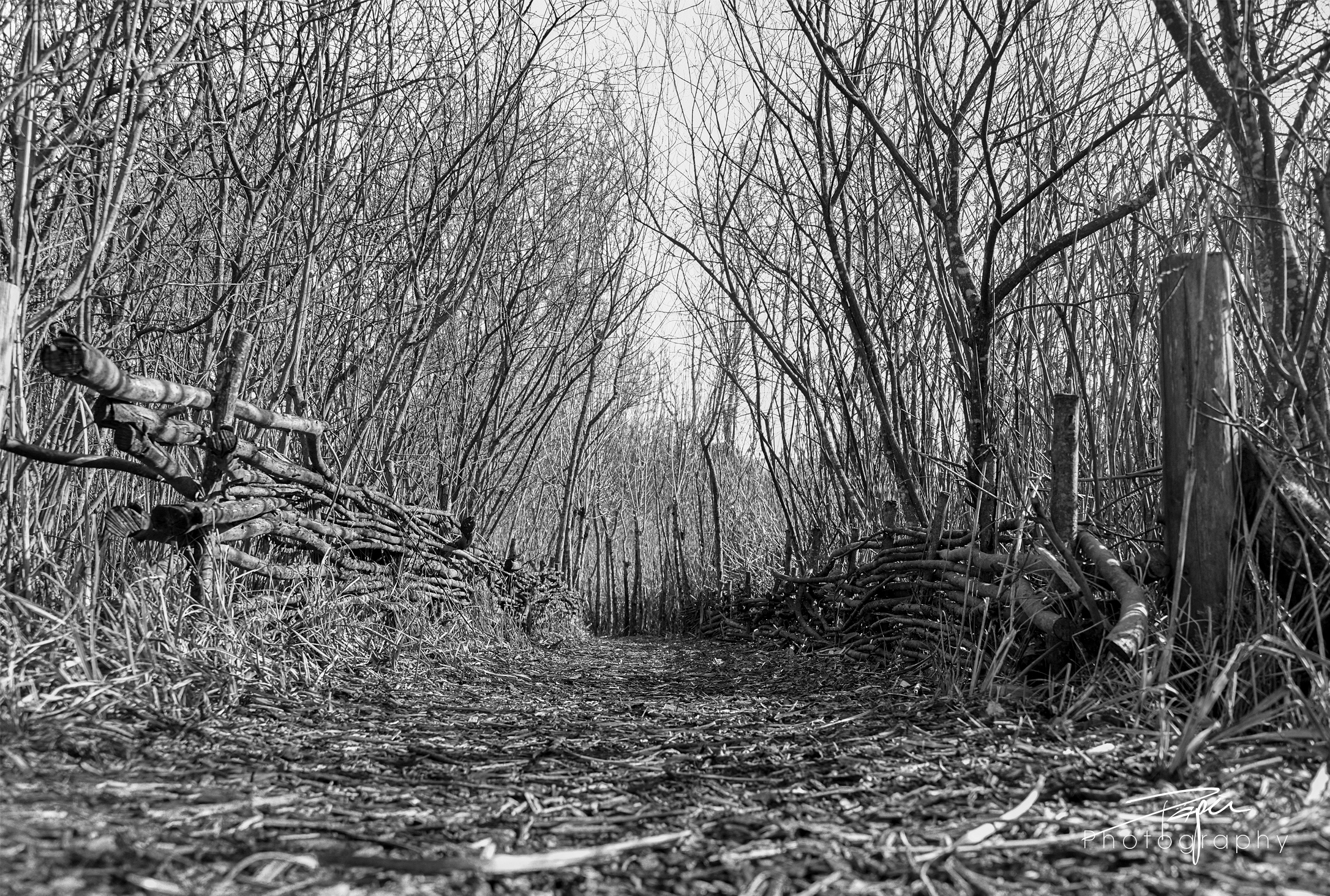 01.03.2021 - Weidenzaun