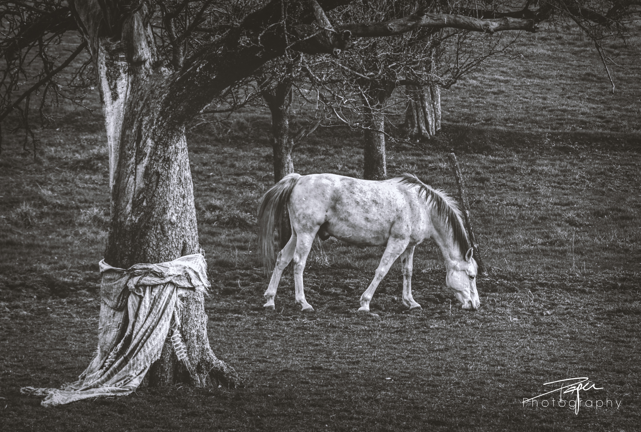 25.03.2021 - Pferdepension