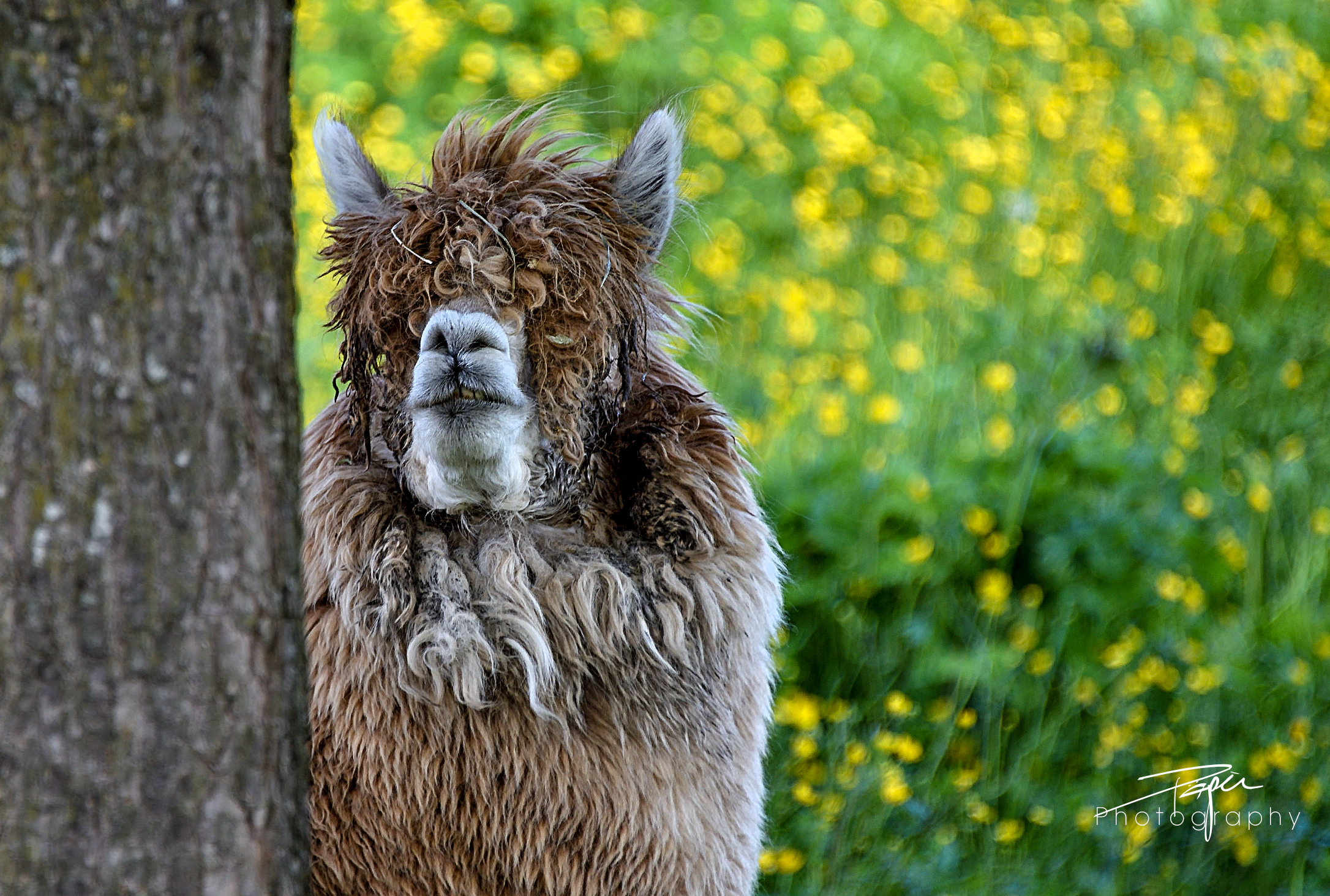 22.05.2021 - Alpaka