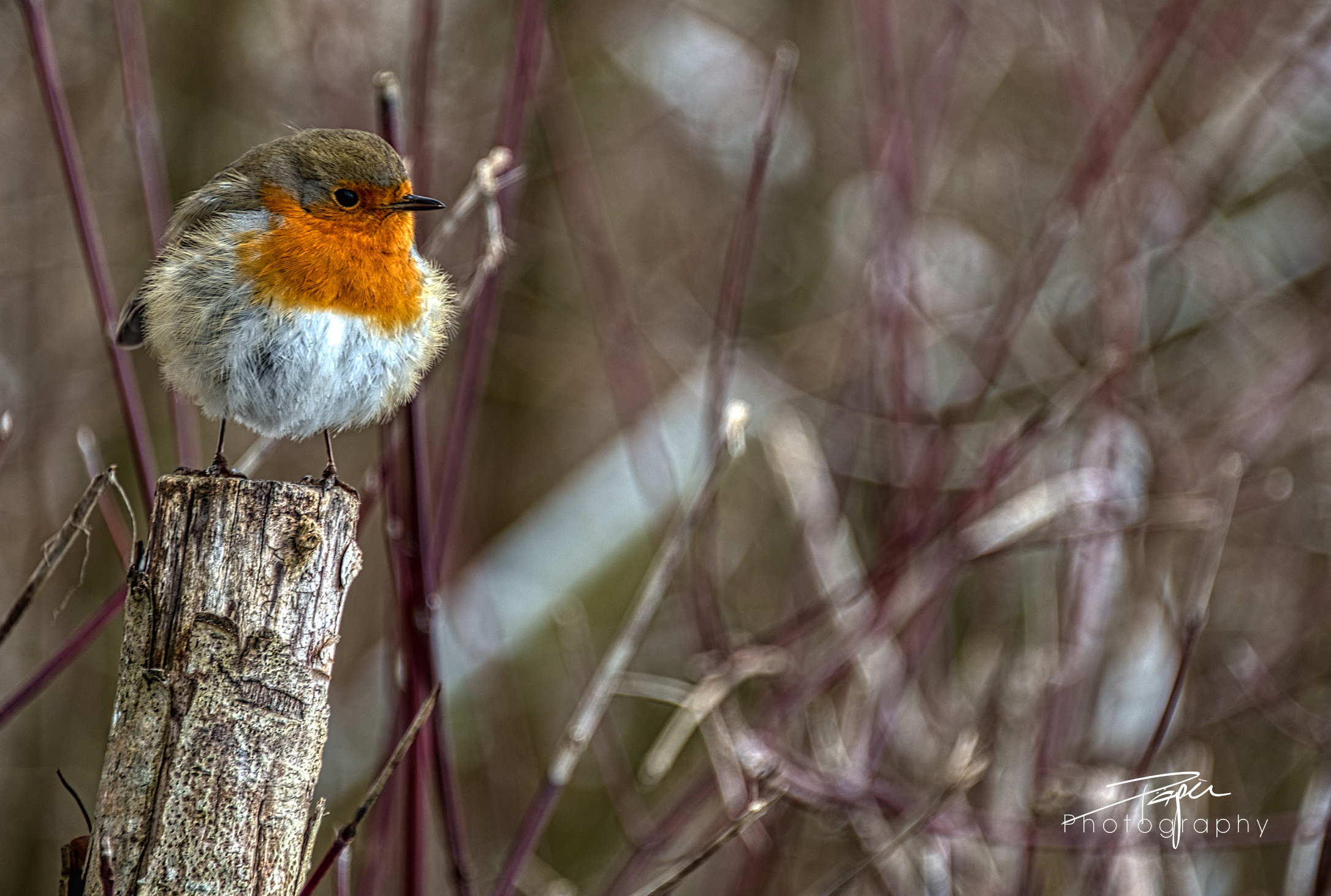 27.01.2021 - Rotkehlchen