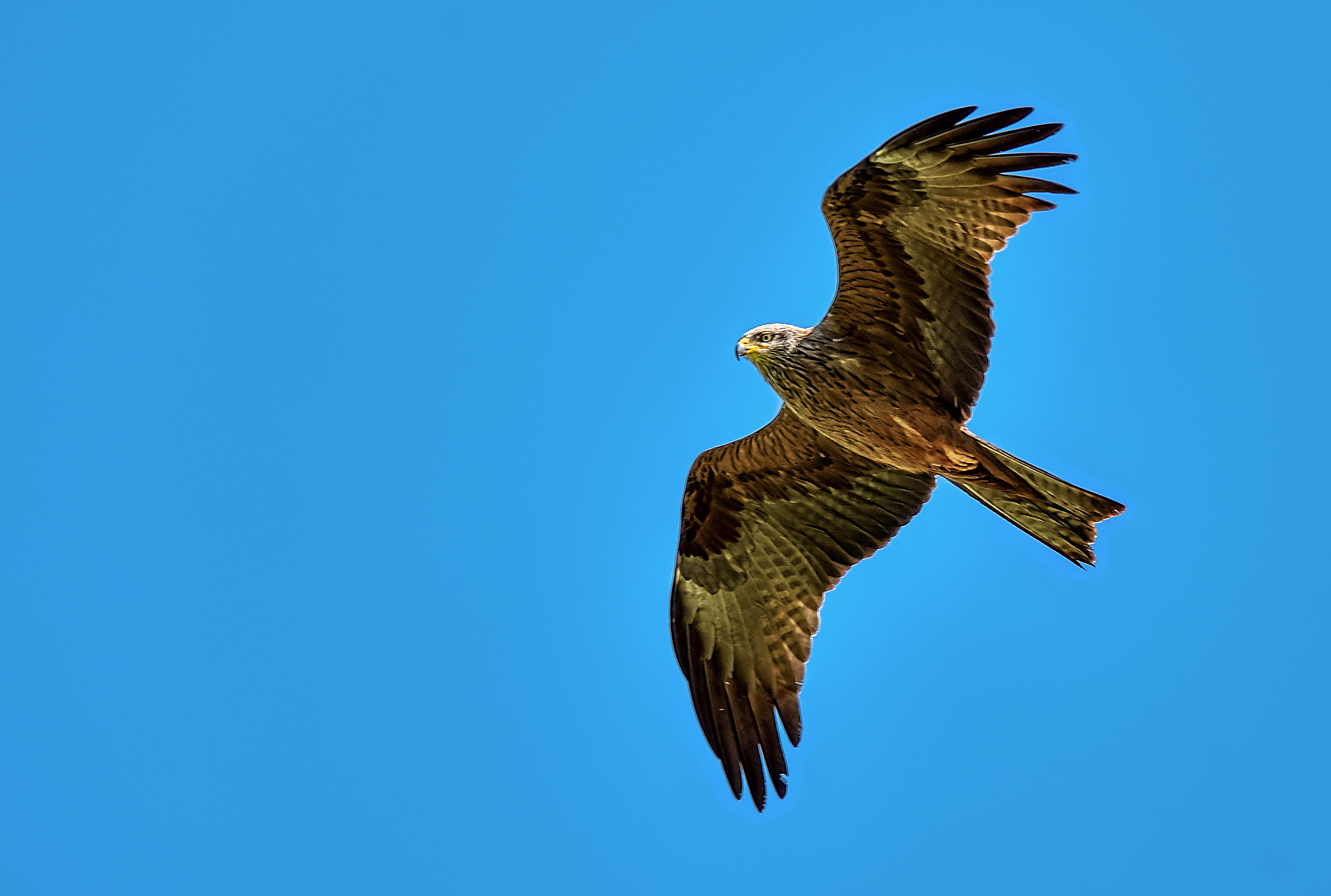 01.06.2021 - Schwarzmilan (Milvus migrans)