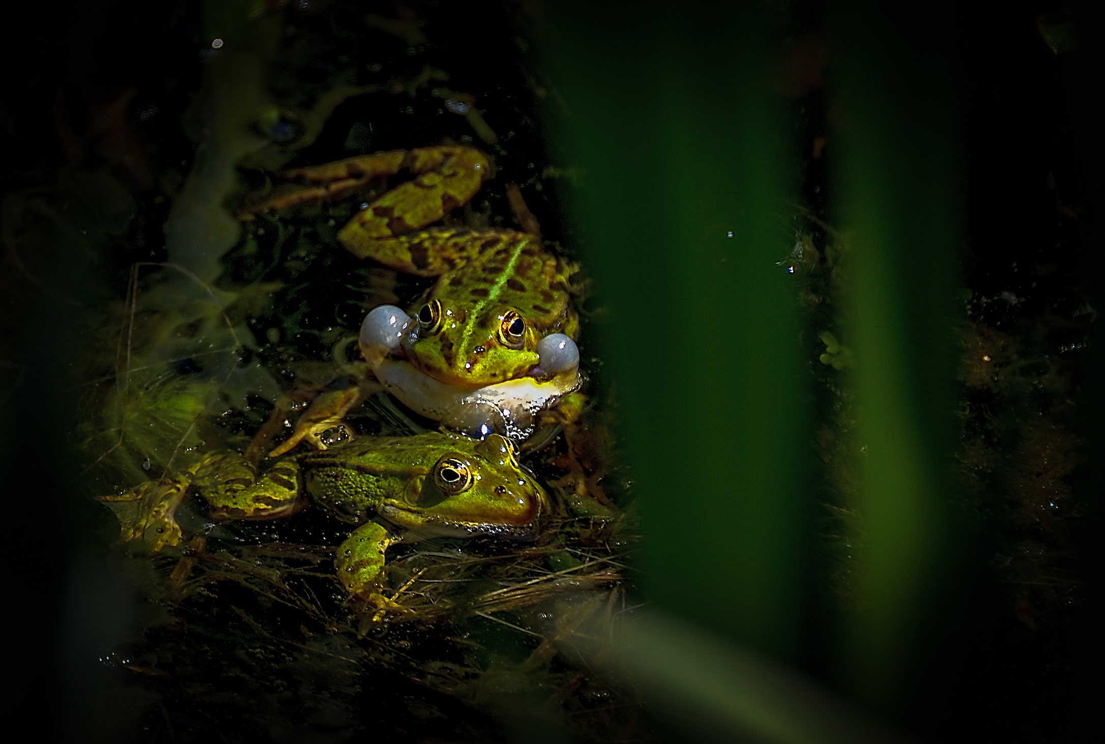 28.05.2021 - Balzrufe