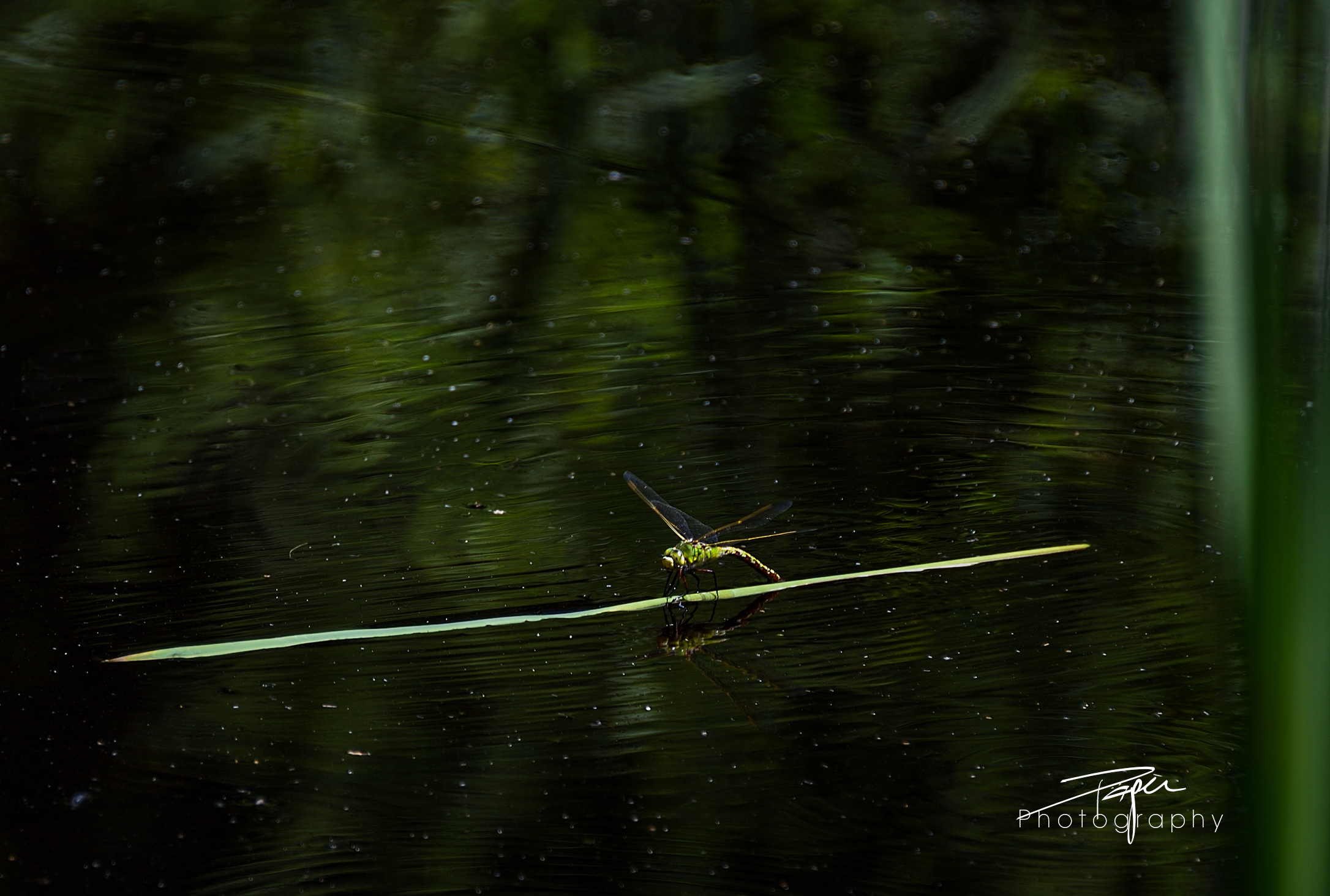 'Grosse Königslibelle'  (Anax imperator)