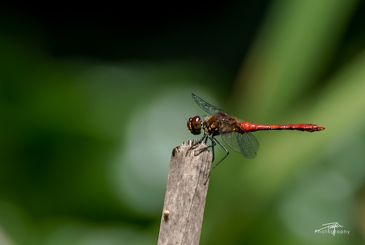 Grosse Heidelibelle  (Sympetrum striolatum)