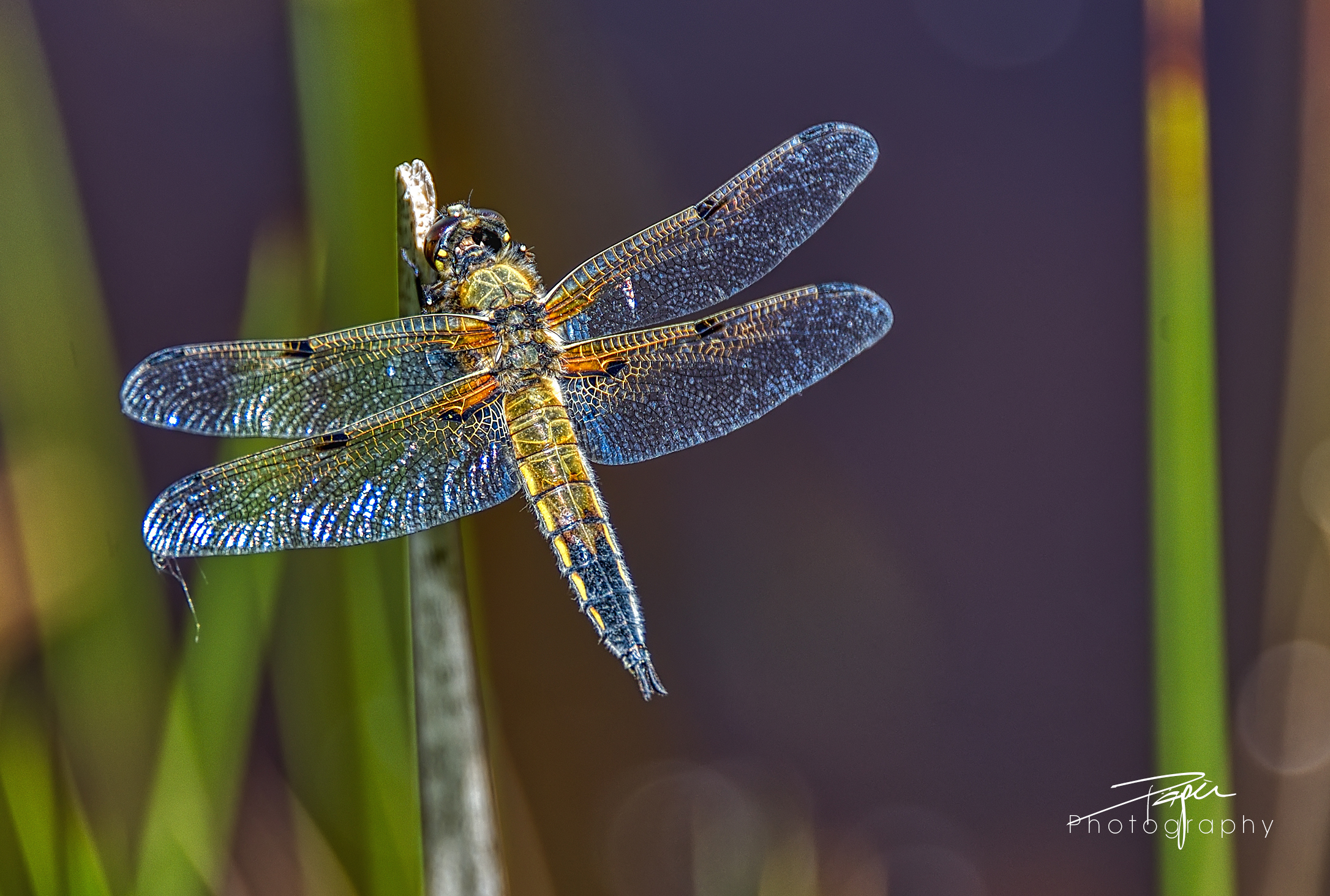 Vierfleck (Libellula quadrimaculata)