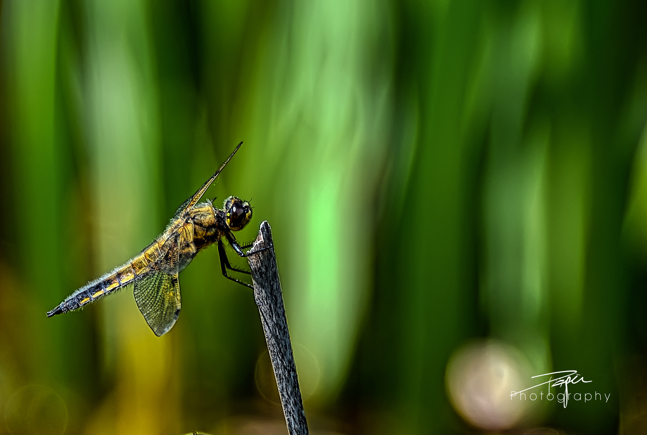 Vierfleck (Libellula quadrimaculata)