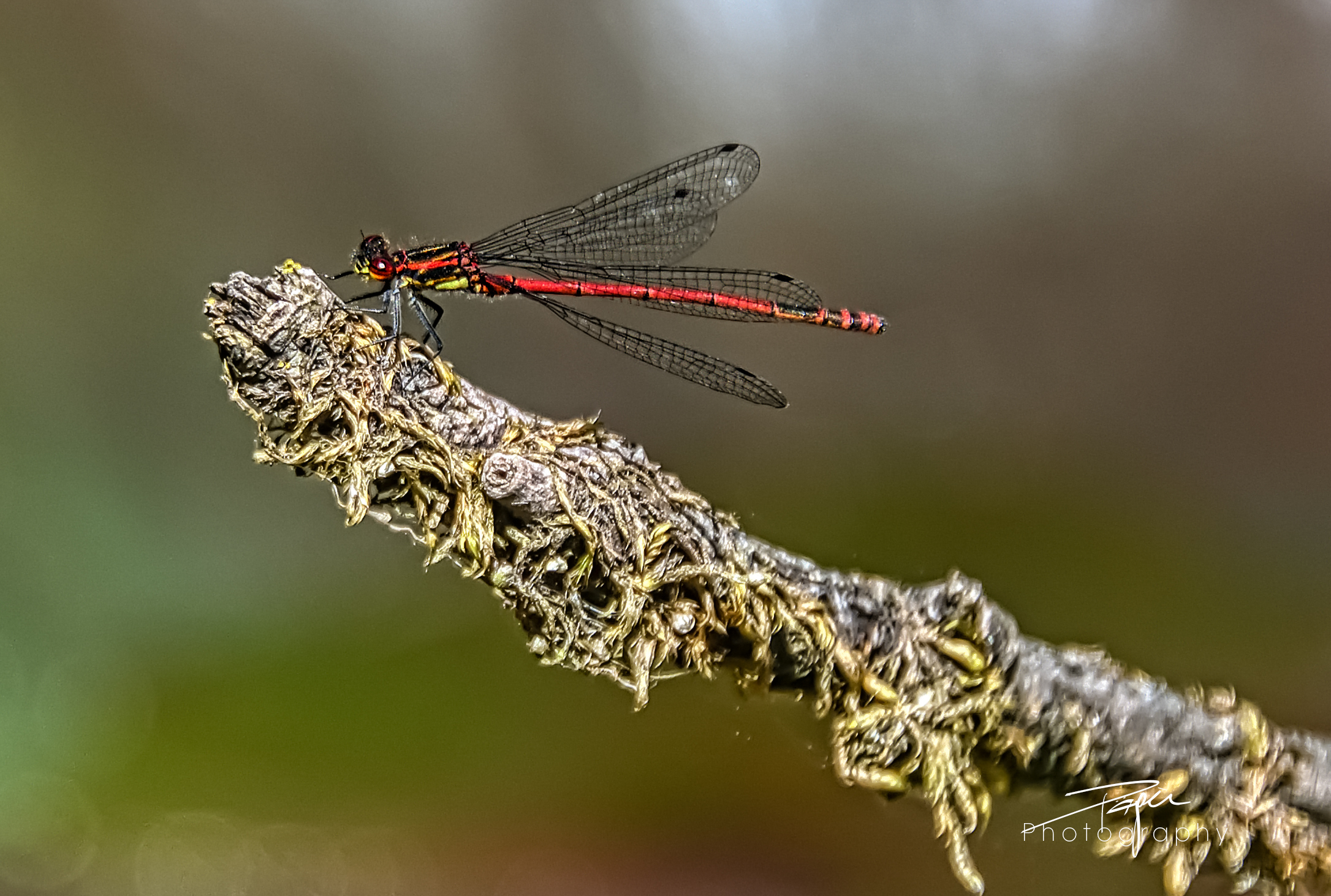 Frühe Adonislibelle (Pyrrhosoma nymphula)