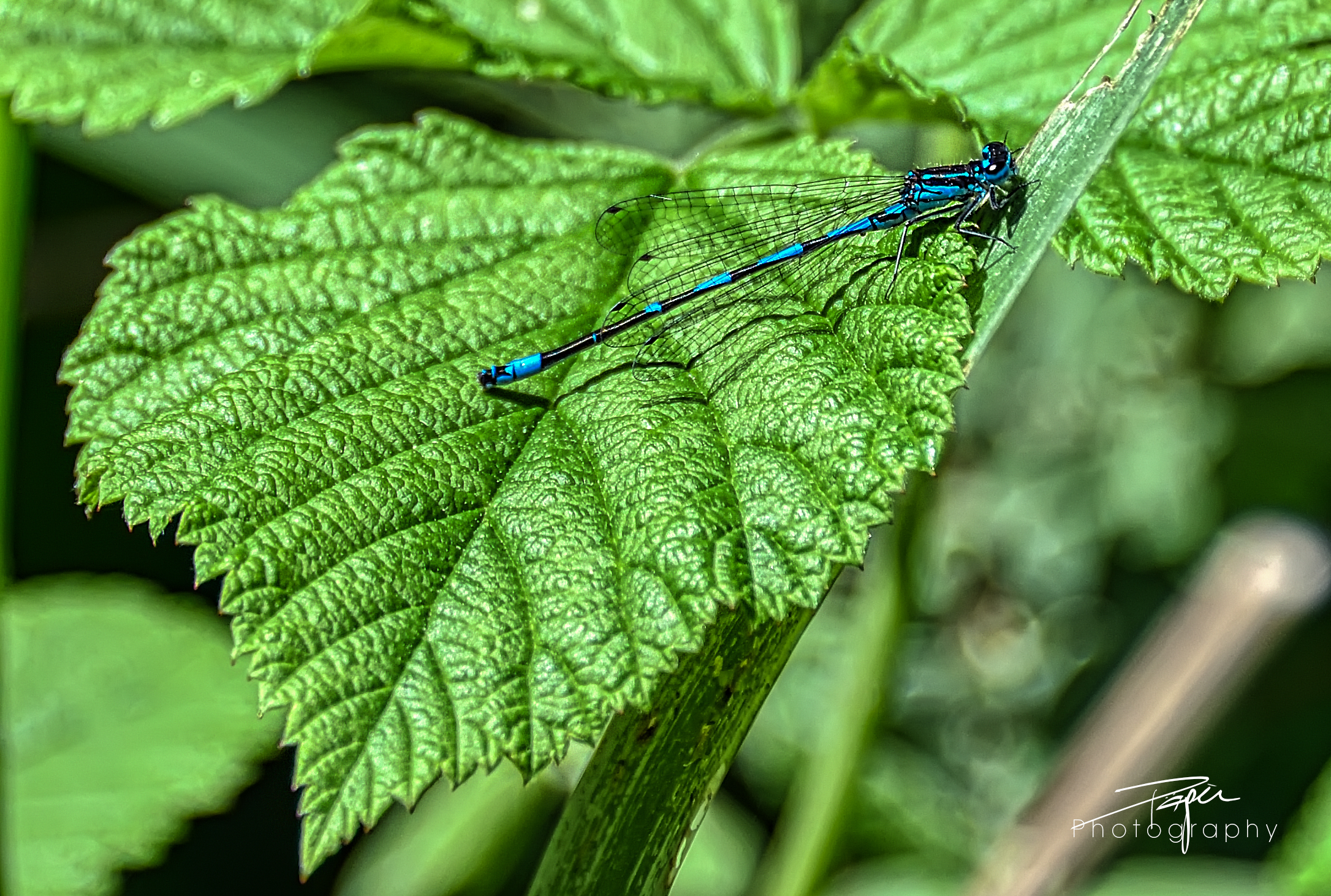 Gemeine Becherjungfer (Enallagma cyathigerum)
