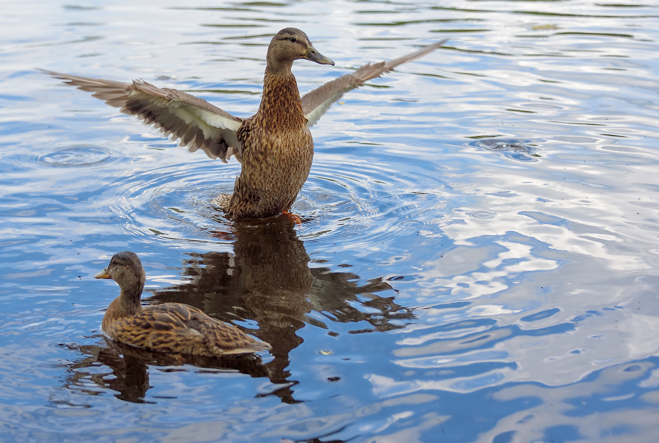 Ente beim Flügel trocknen
