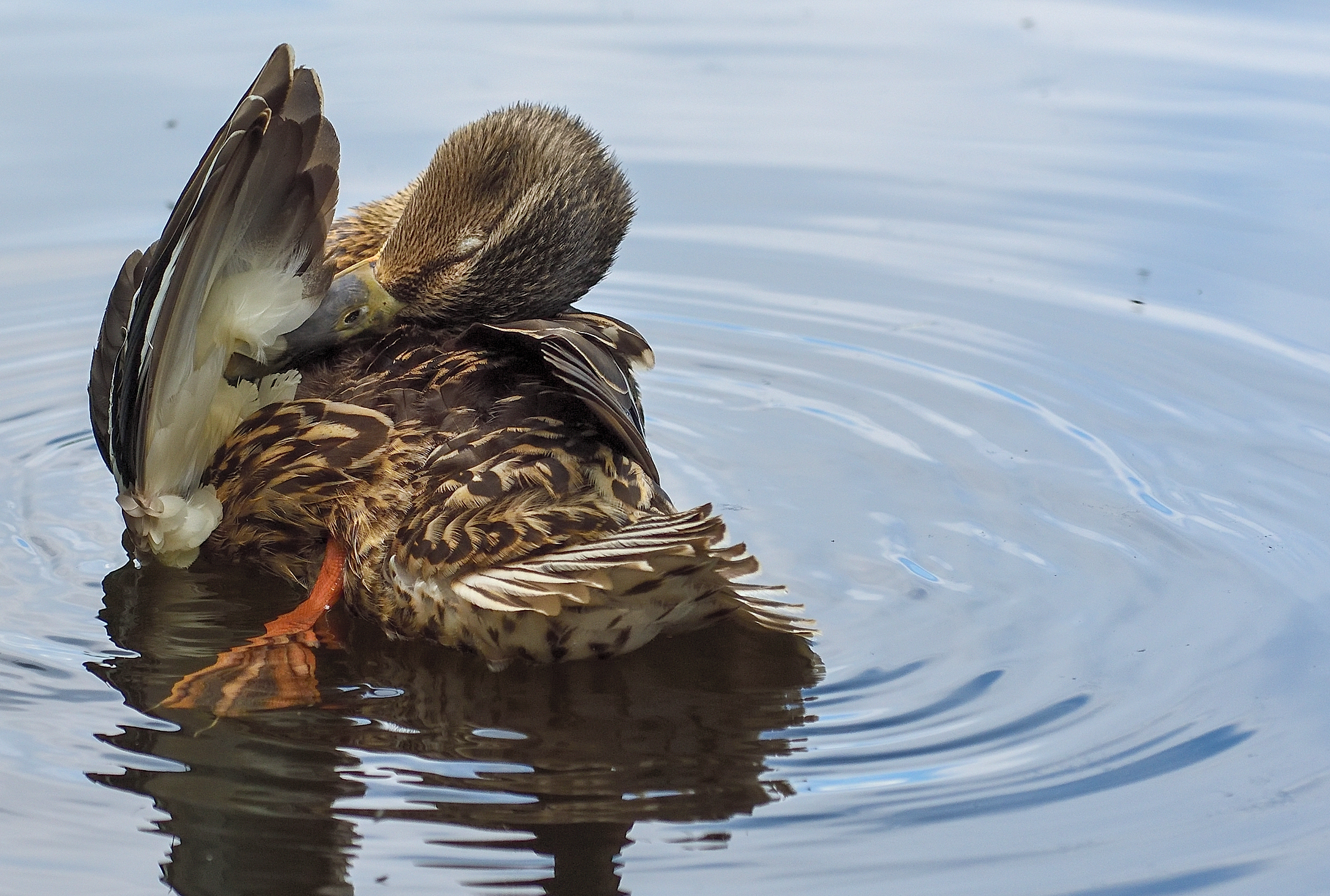 Entenjunges beim putzen