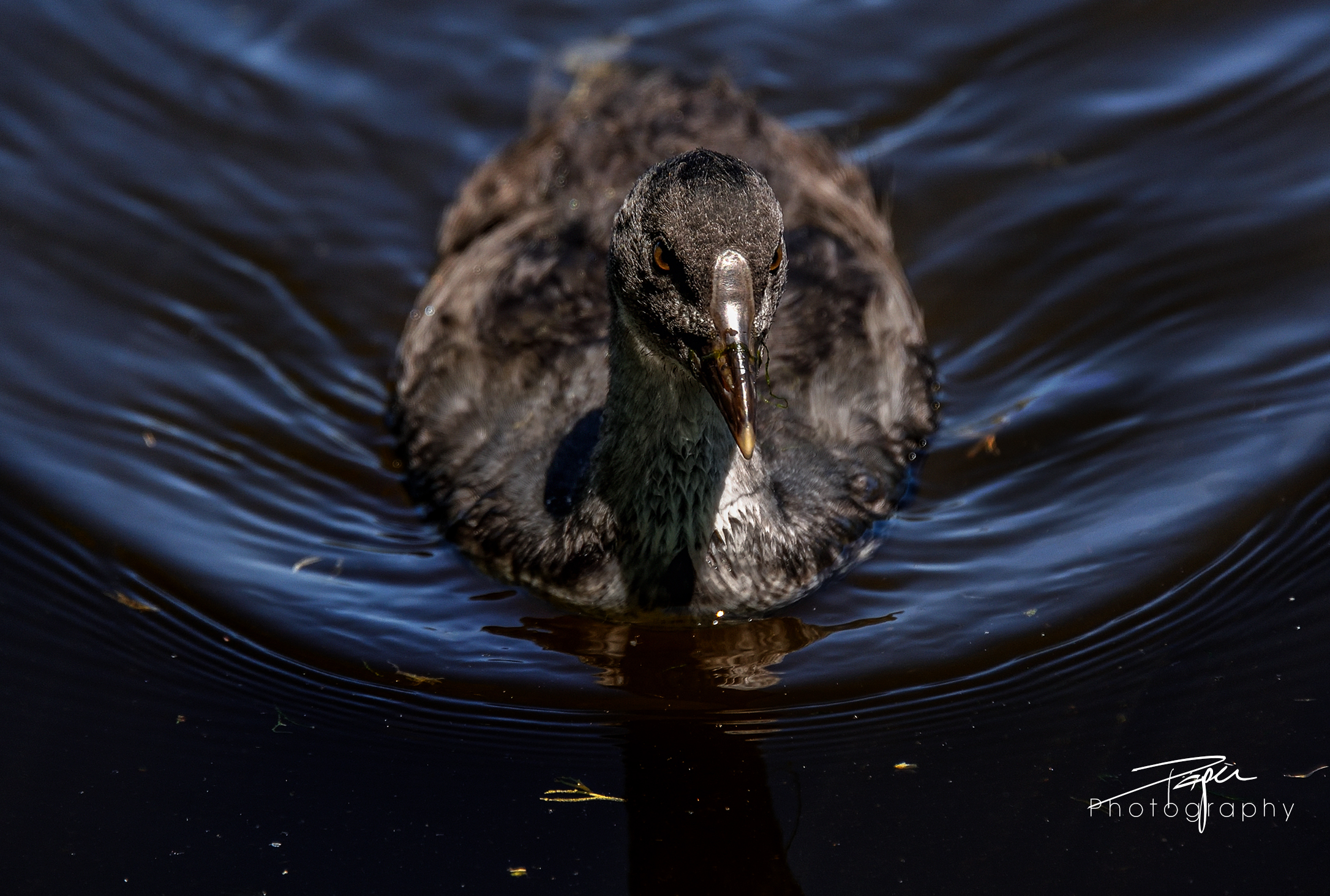 15.06.2021 - Junges Blässhuhn
