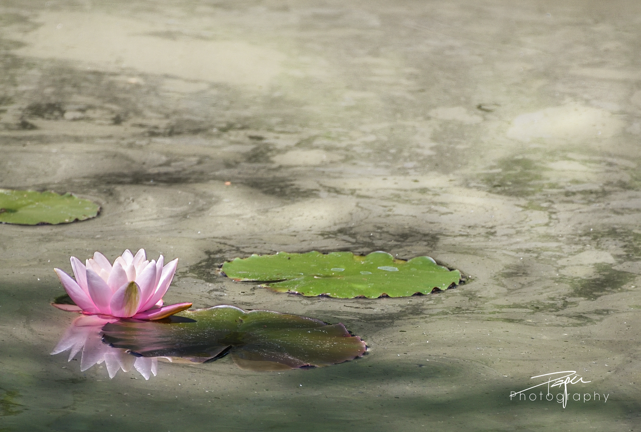 15.06.2021 - Seerose