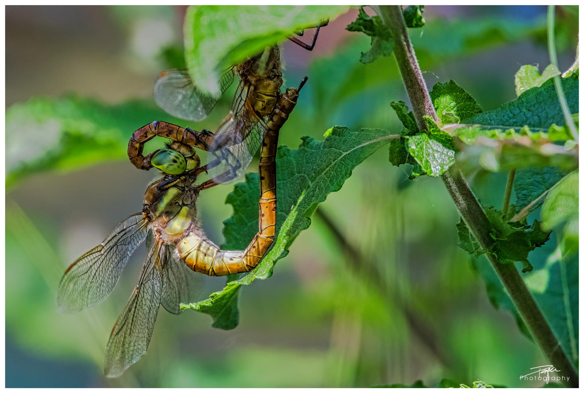 02.06.2022 - Libellen-Paarung