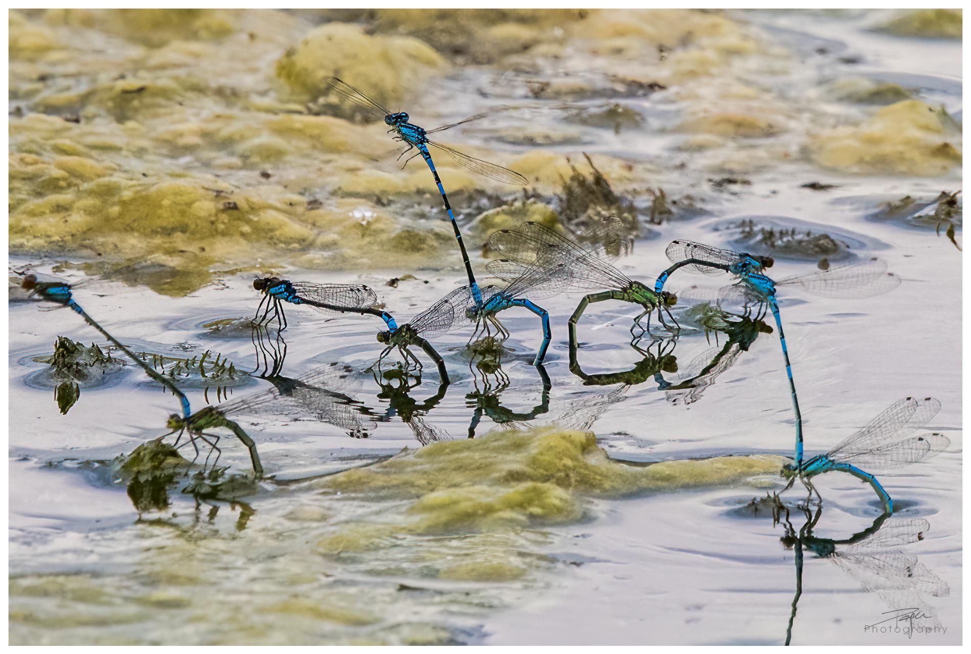 02.06.2022 - Libellen-Paarung