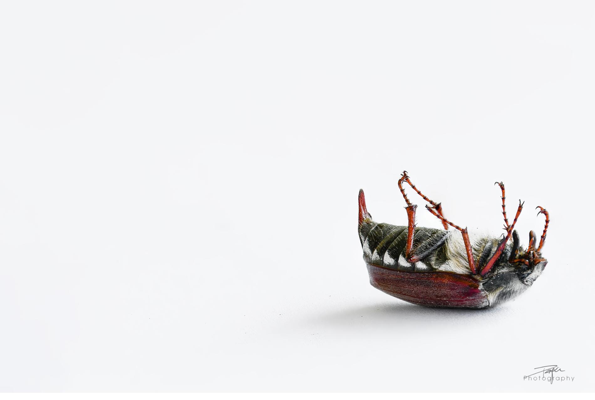 03.05.2022 - Maikäfer