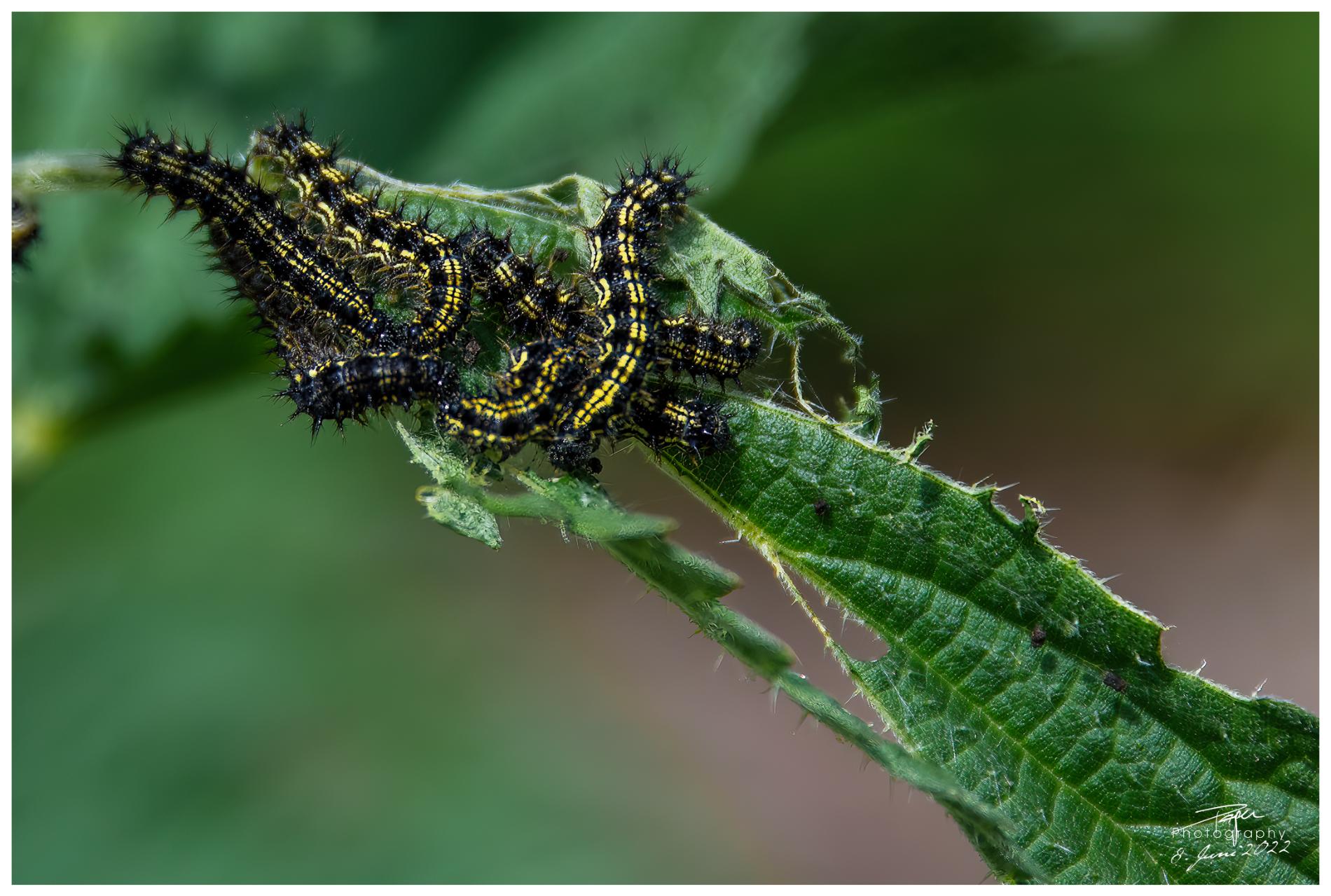 08.06.2022 - Raupe