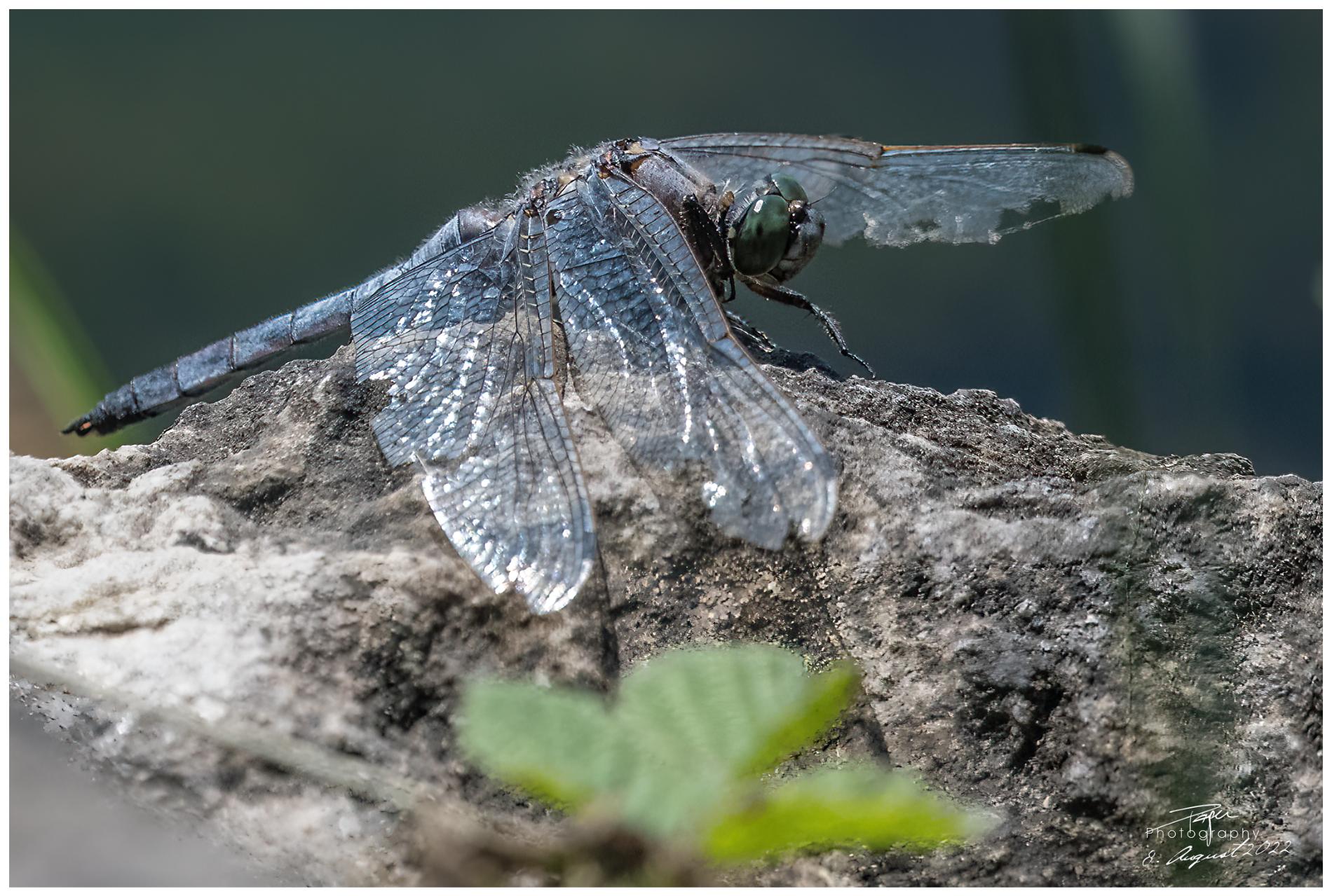 08.08.2022 - Plattbauch Libelle