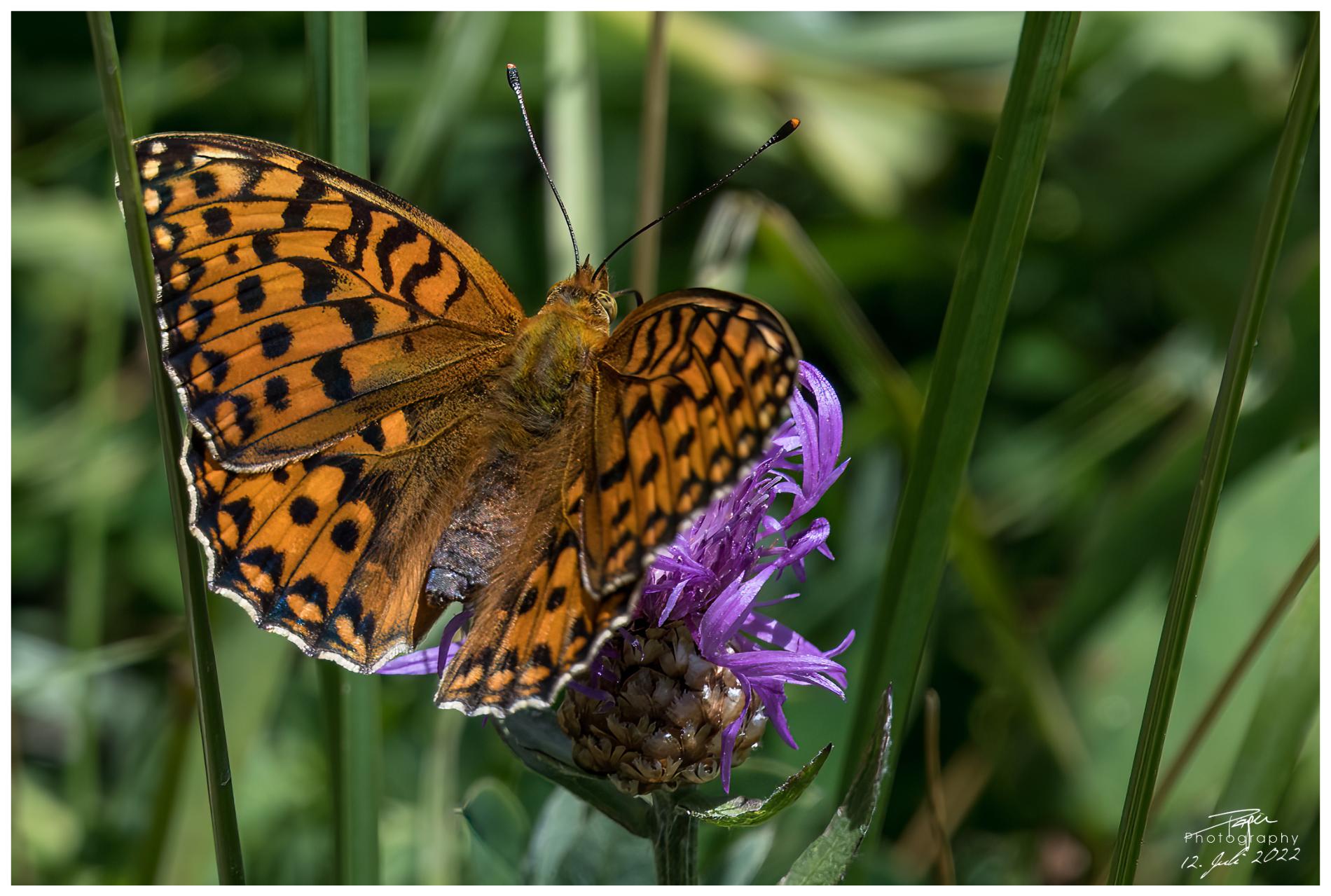 12.07.2022 - Perlmutterfalter