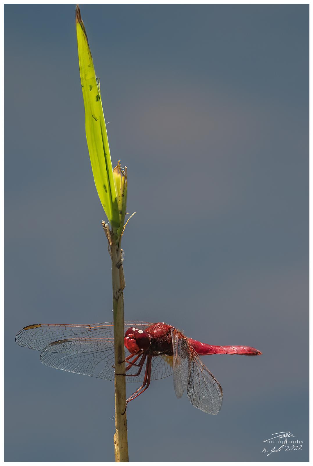 13.07.2022 - Feuerlibelle