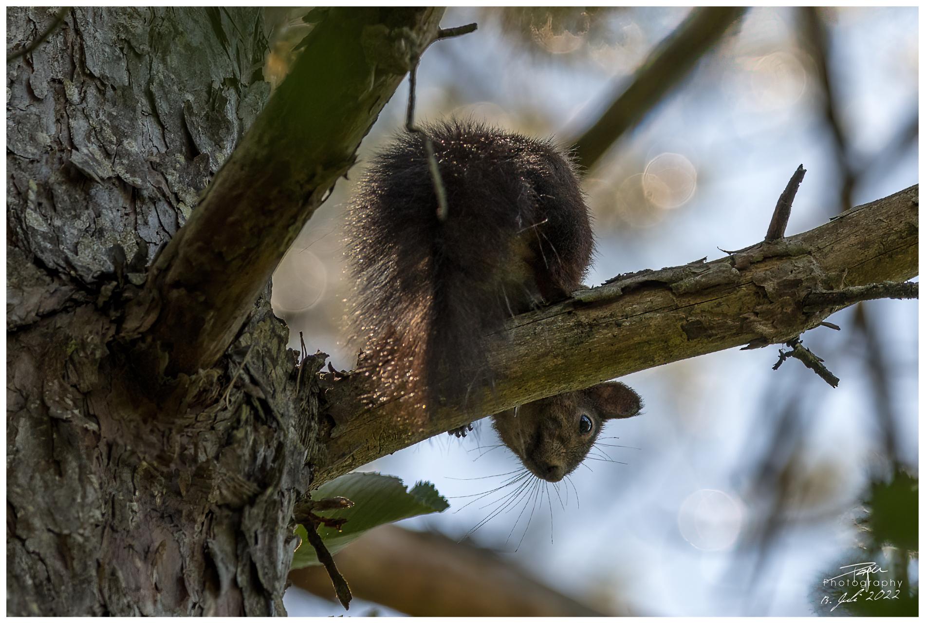 13.07.2022 - Eichhörnchen