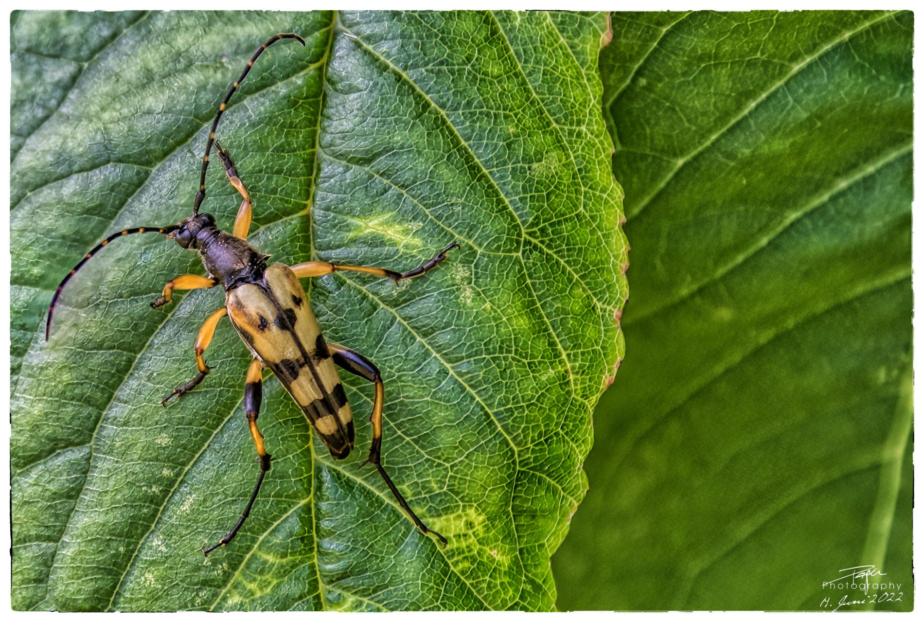 14.06.2022 - Gefleckter Schmalbockkäfer