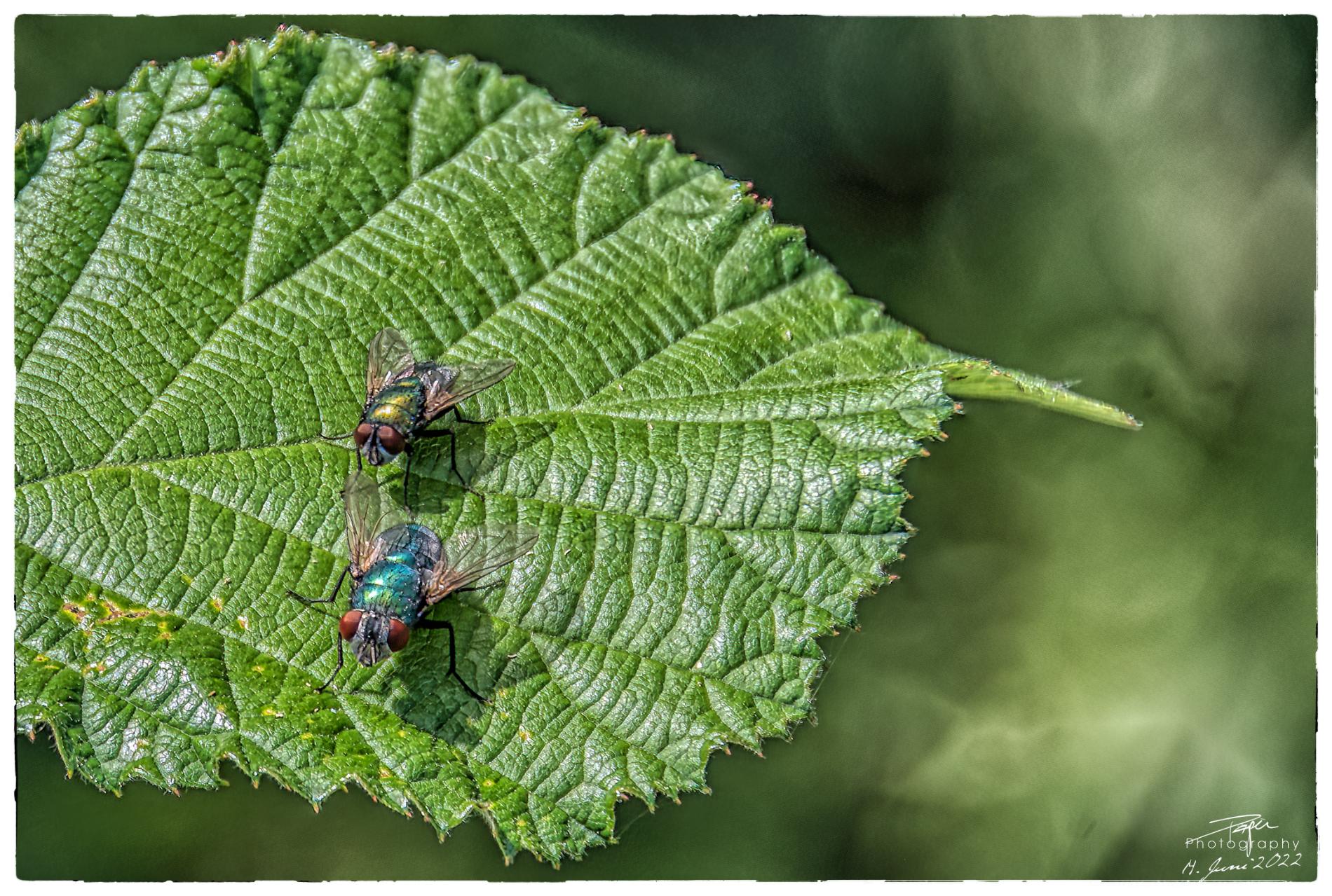 14.06.2022 - Goldfliege