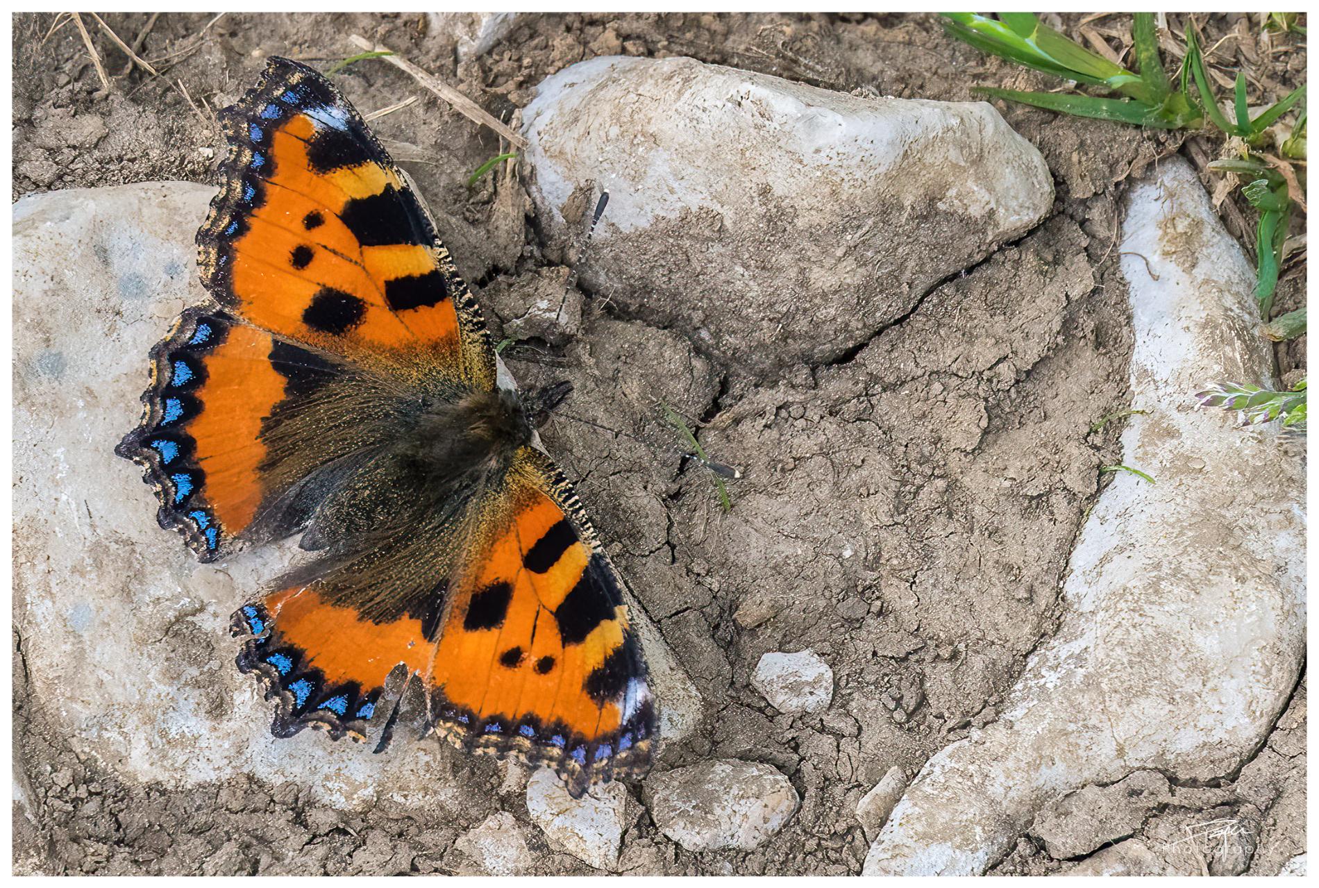 19.05.2022 - Schmetterlinge