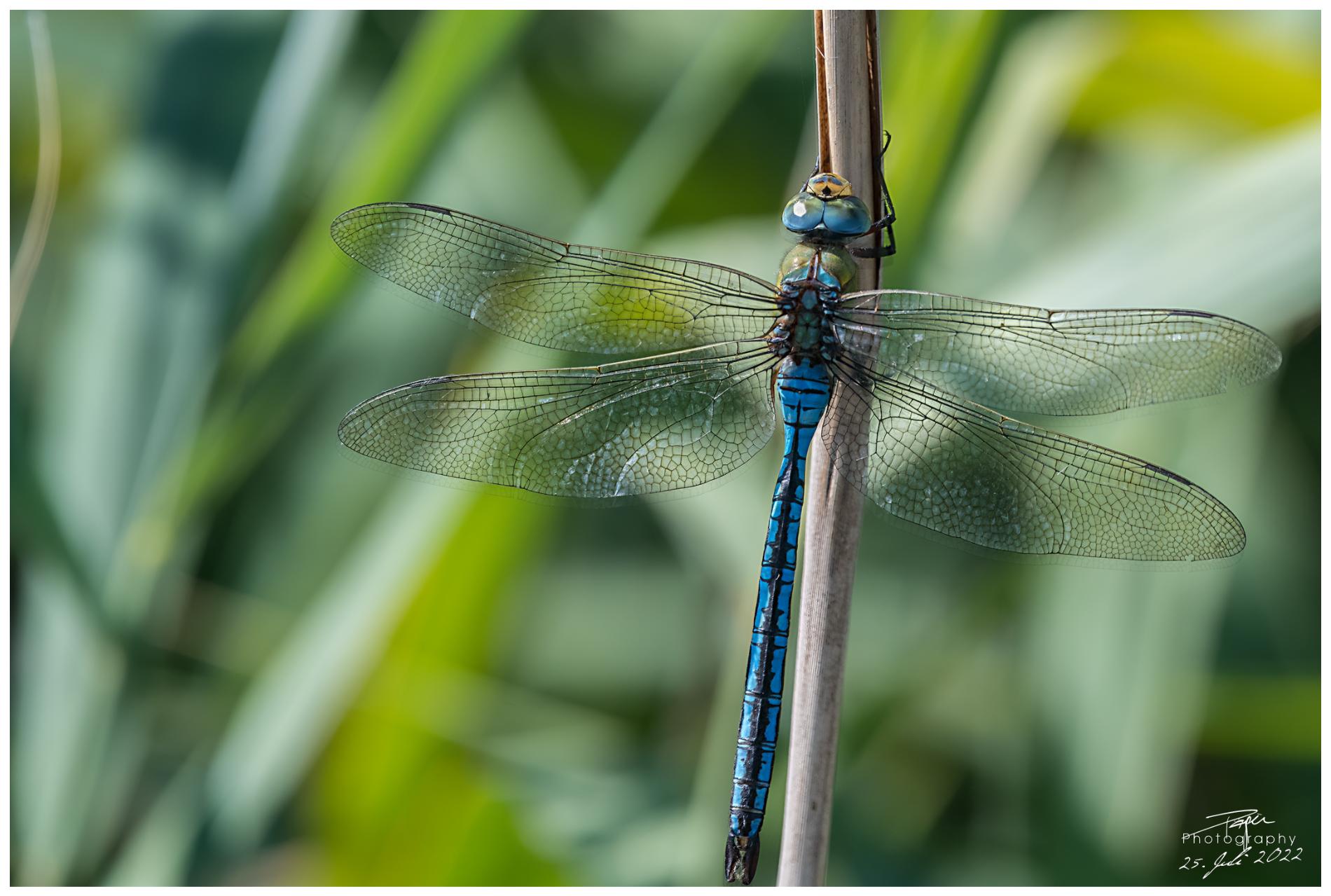 25,07.2022 - Königslibelle
