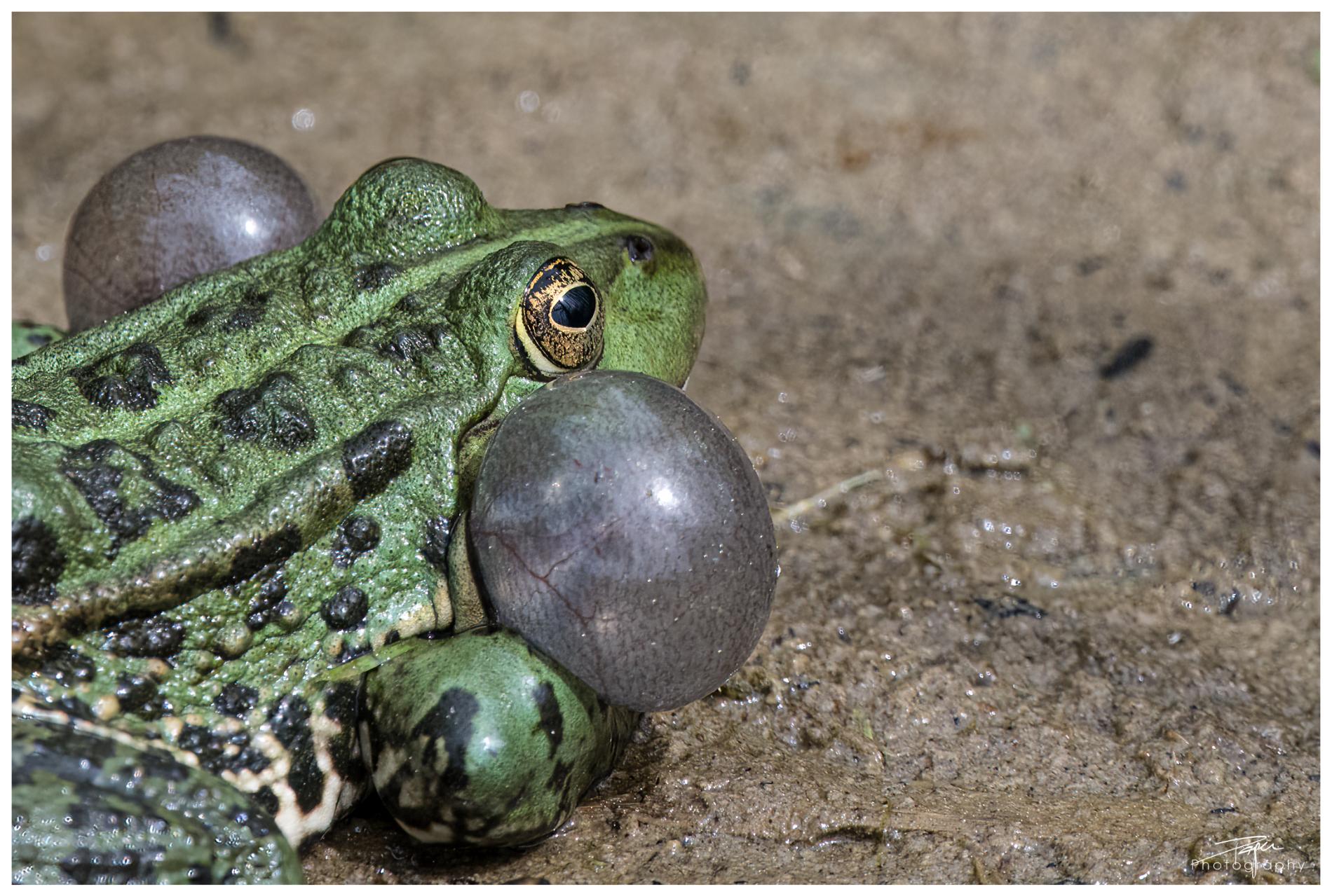 29.04.2022 - Frösche