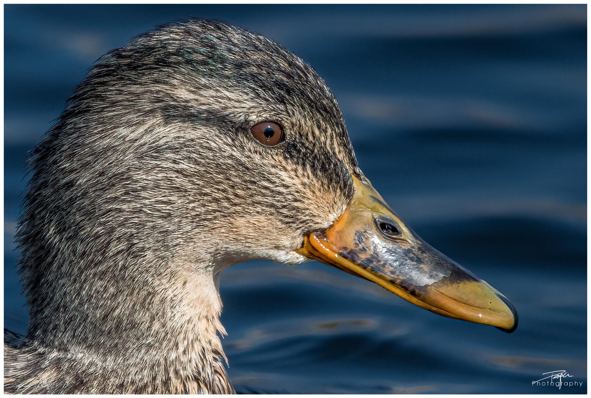 07.03.2022 - "Portraits"