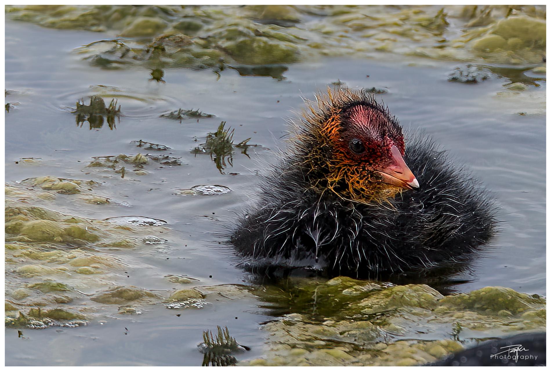 01.06.2022 - Düdinger-Moos