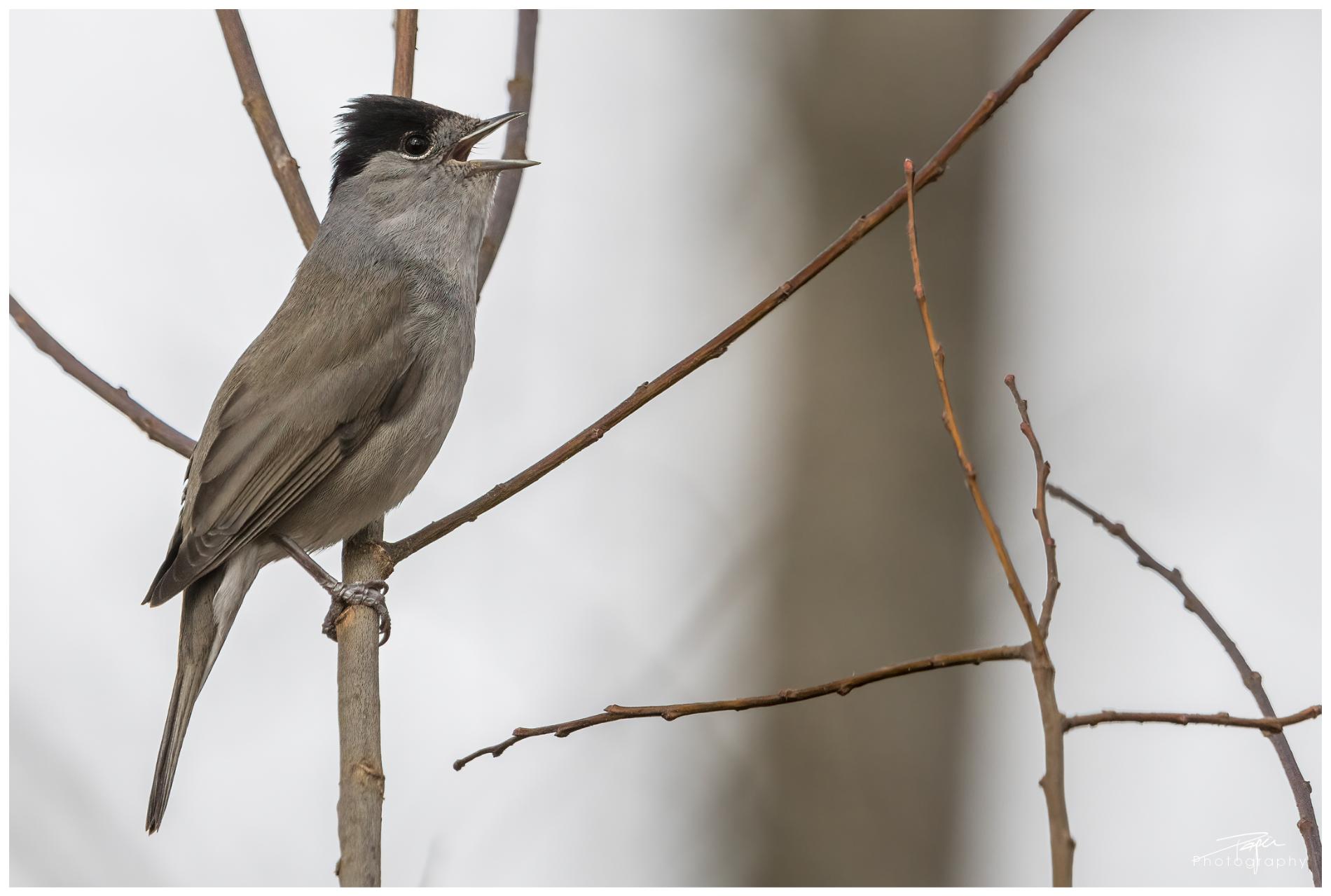 18.03.2022 - Mönchsgrasmücke
