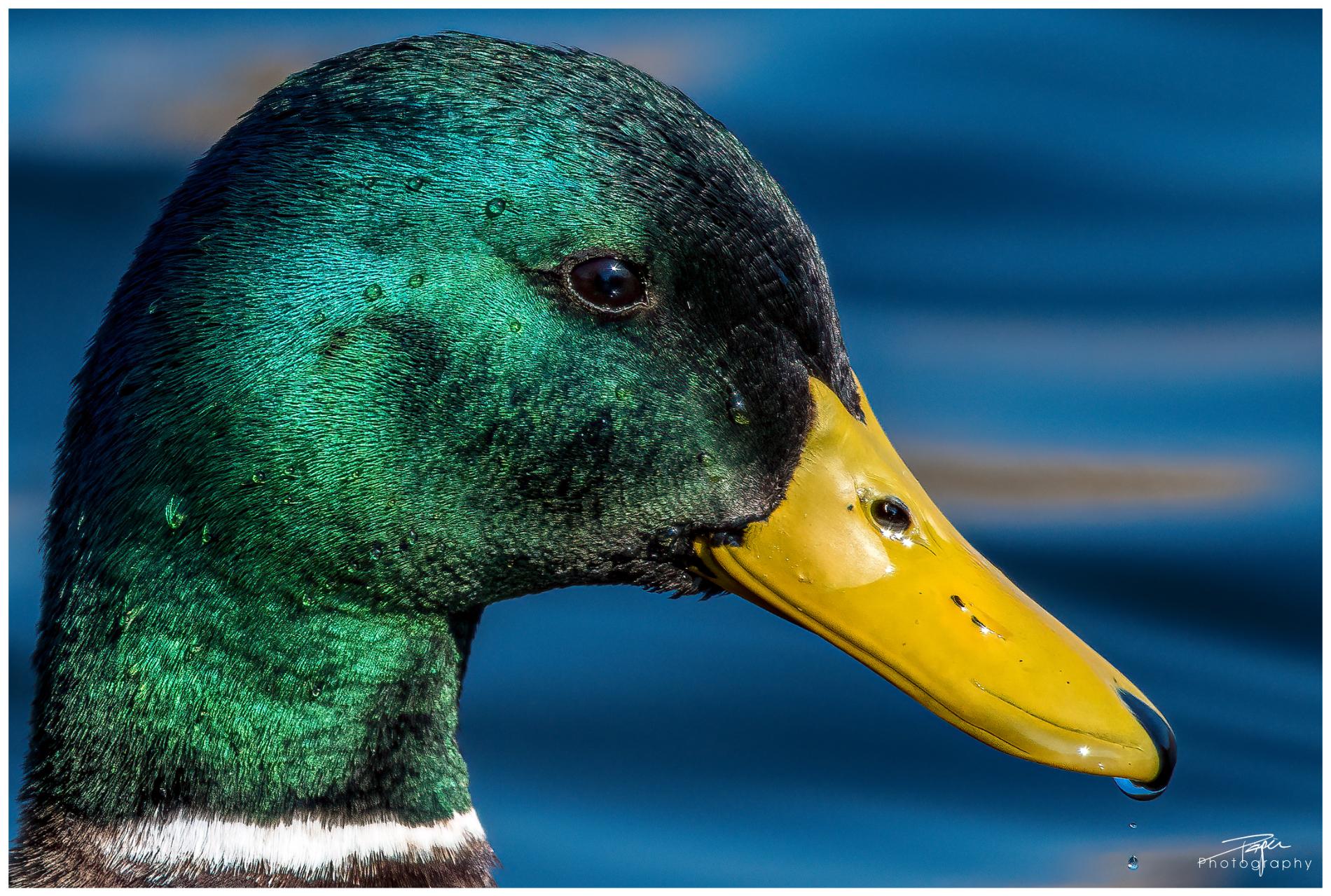 07.03.2022 - "Portraits"