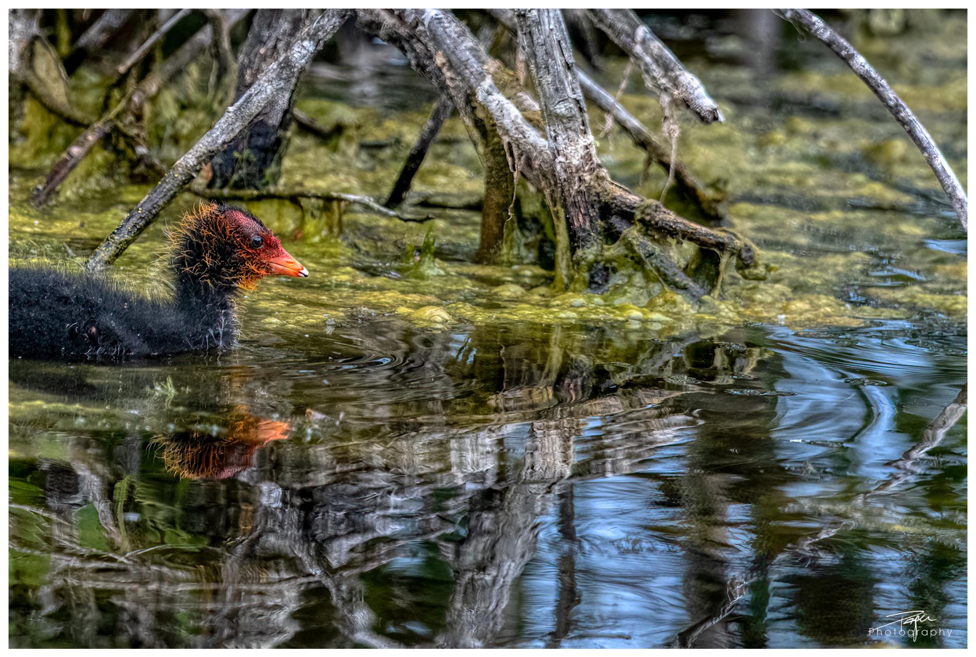 02.06.2022 - Düdinger-Moos