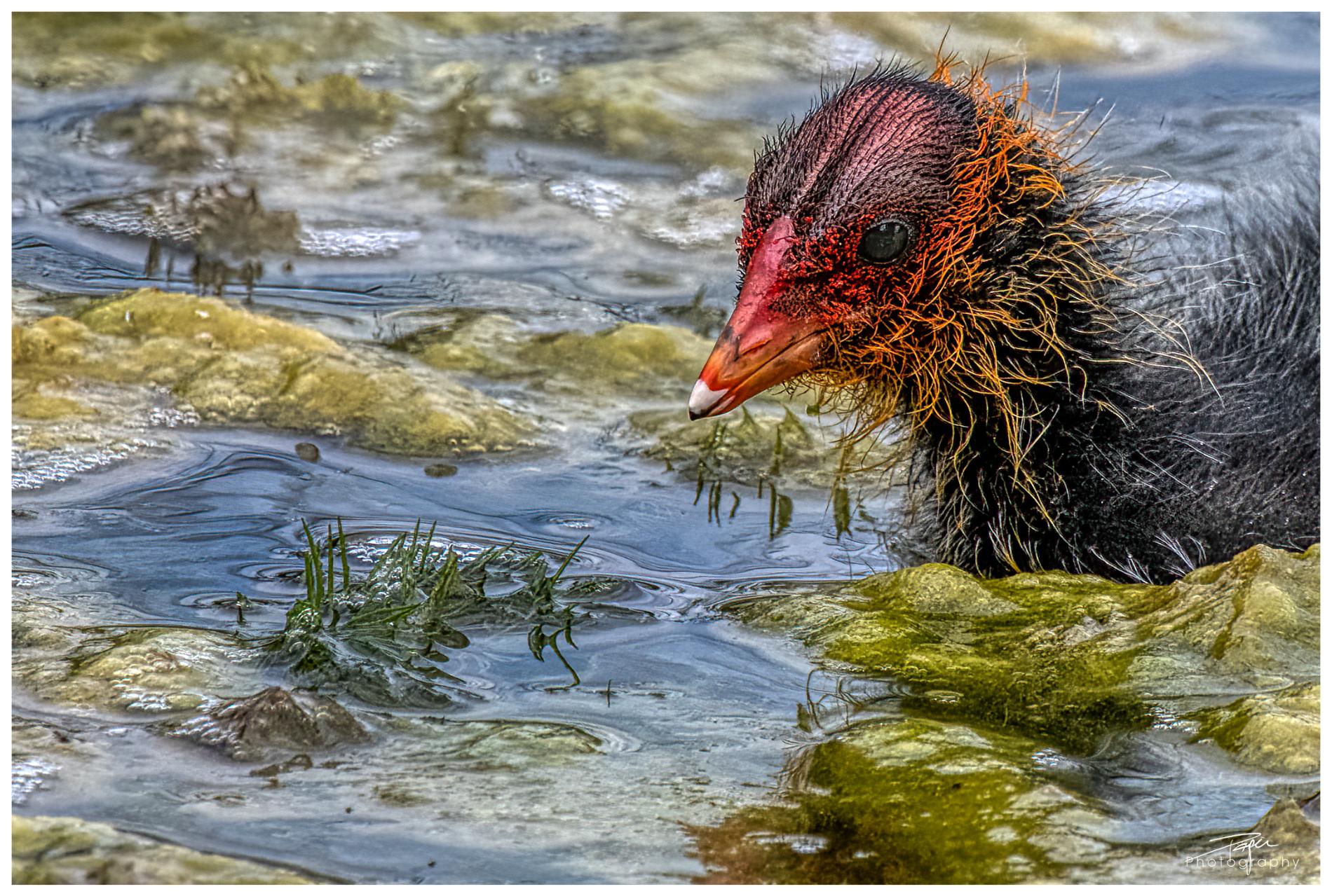 02.06.2022 - Düdinger-Moos