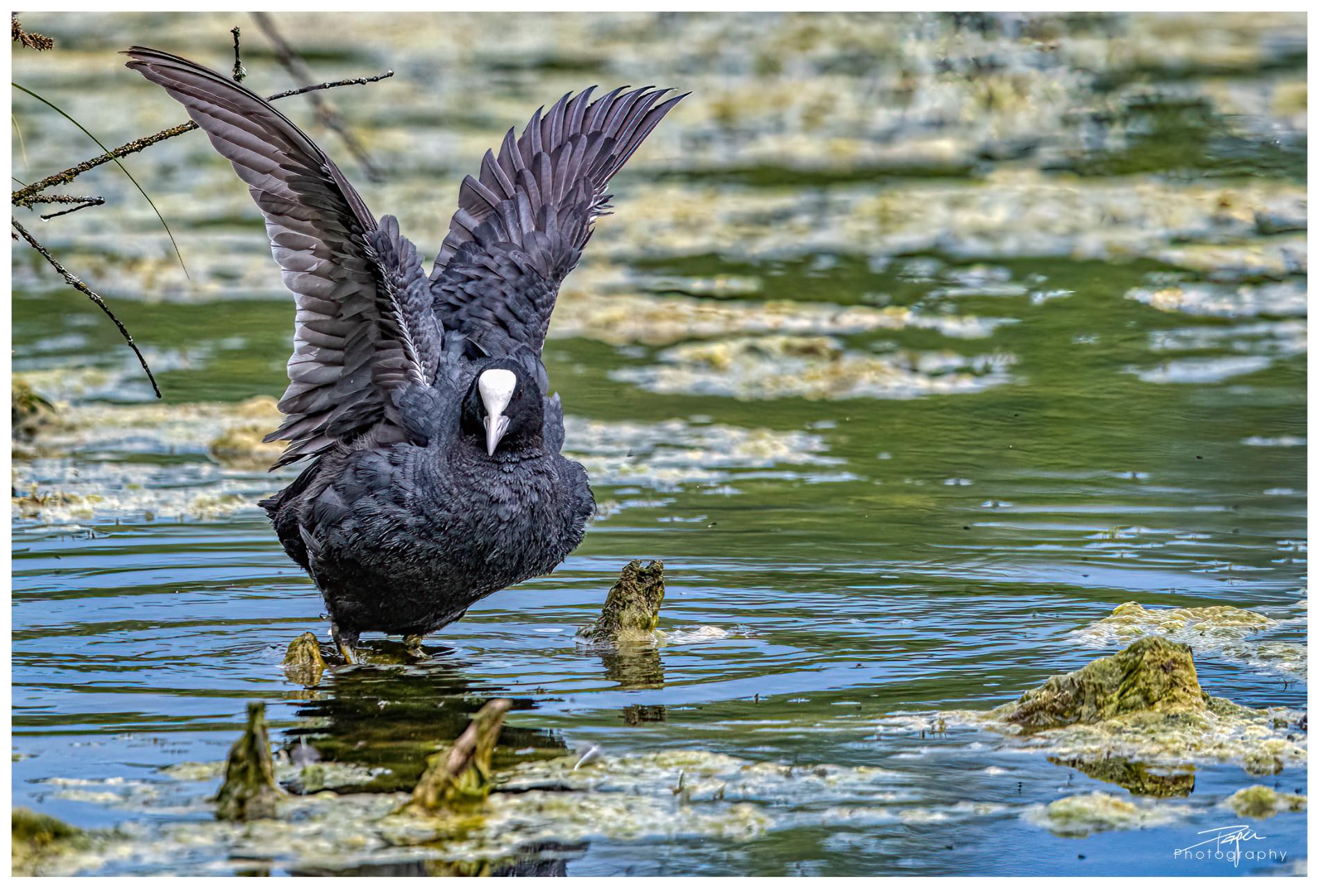 02.06.2022 - Düdinger-Moos