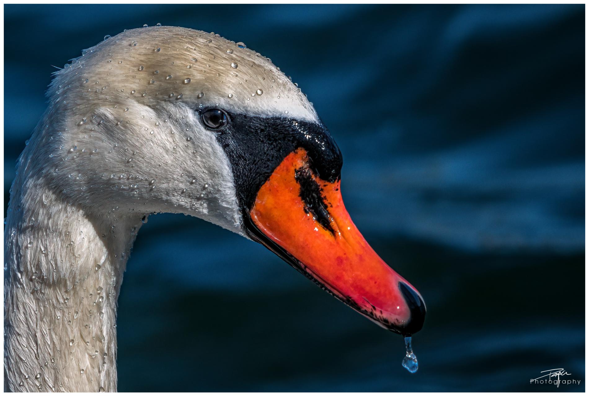 07.03.2022 - "Portraits"