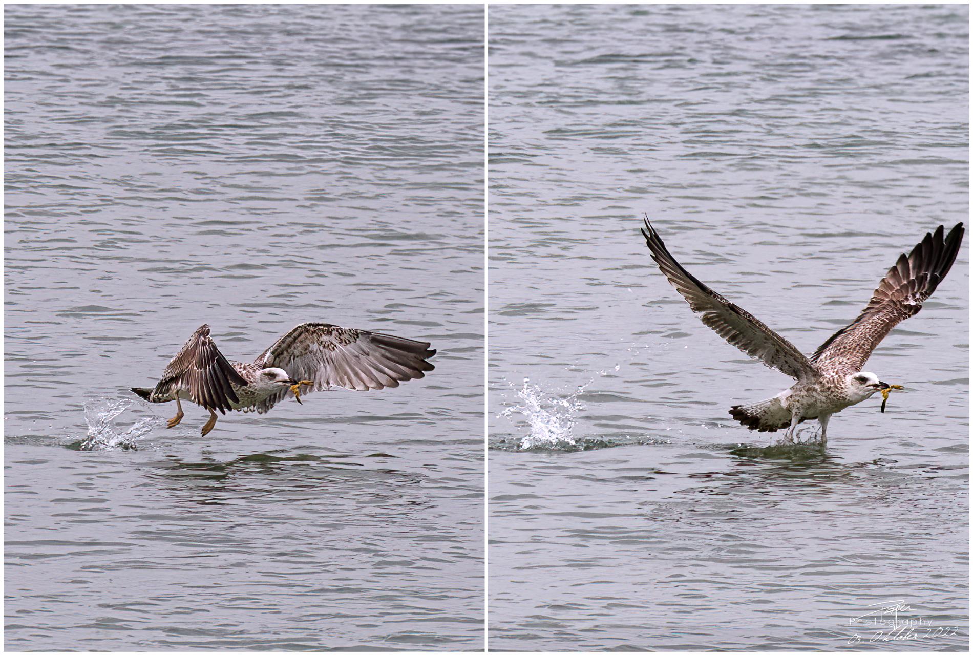 03.10.2022 - Möwe / Krebs