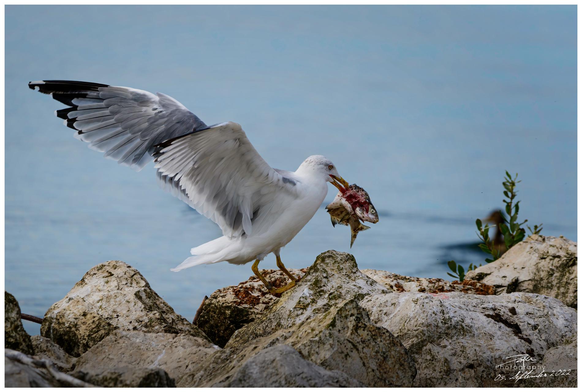 05.09.2022 - Mittelmeermöwe