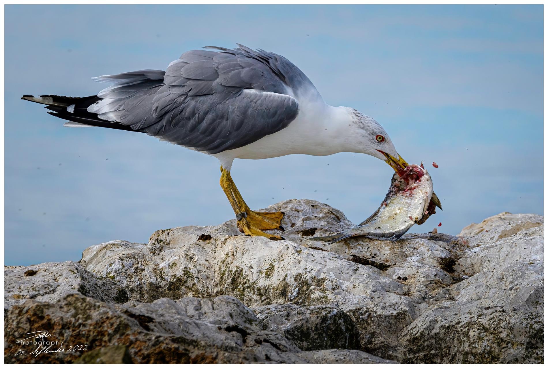 05.09.2022 - Mittelmeermöwe