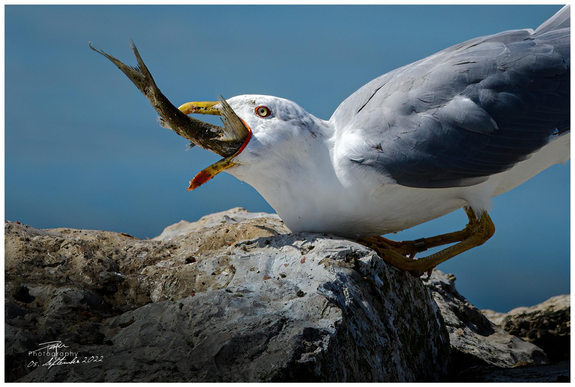 05.09.2022 - Mittelmeermöwe