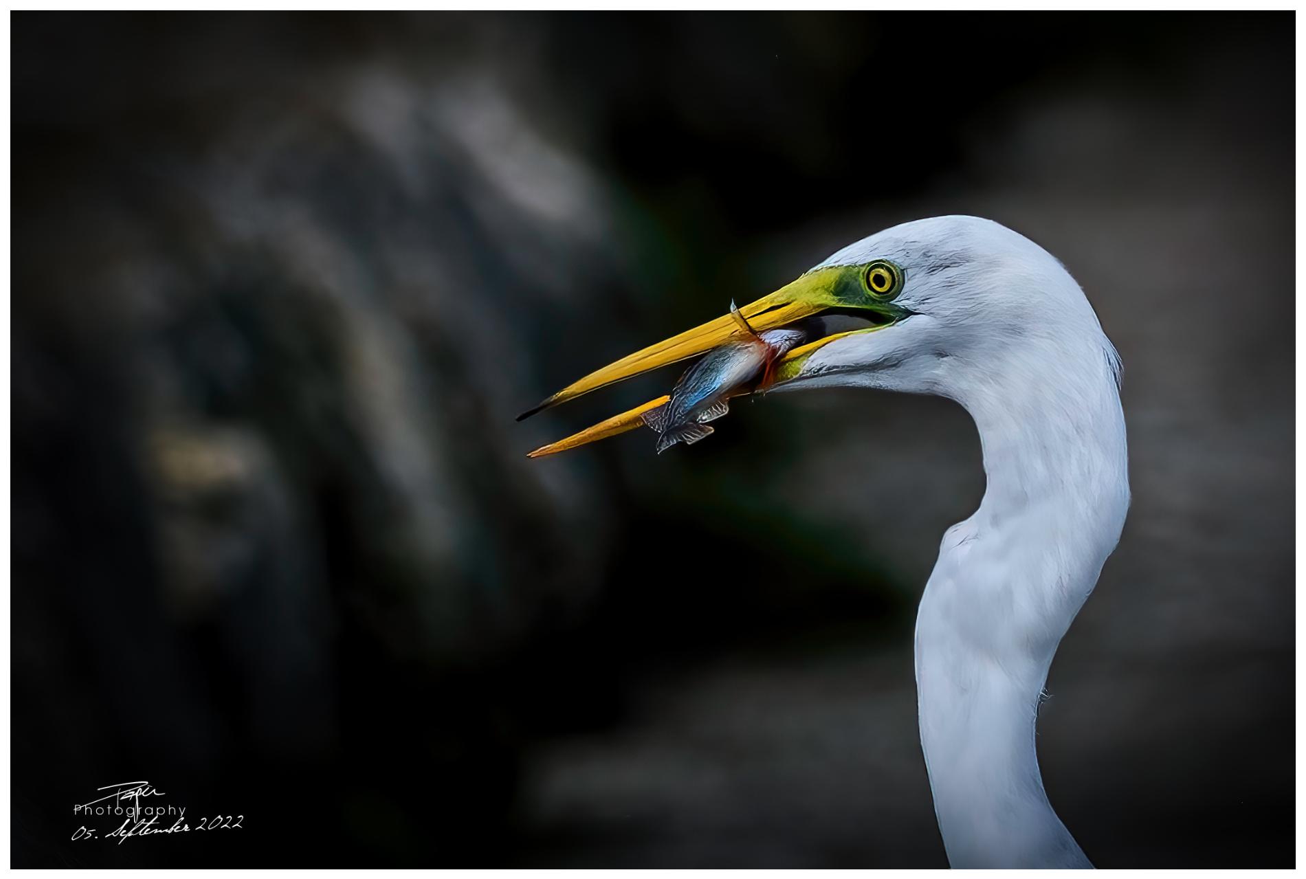 05.09.2022 - Silberreiher