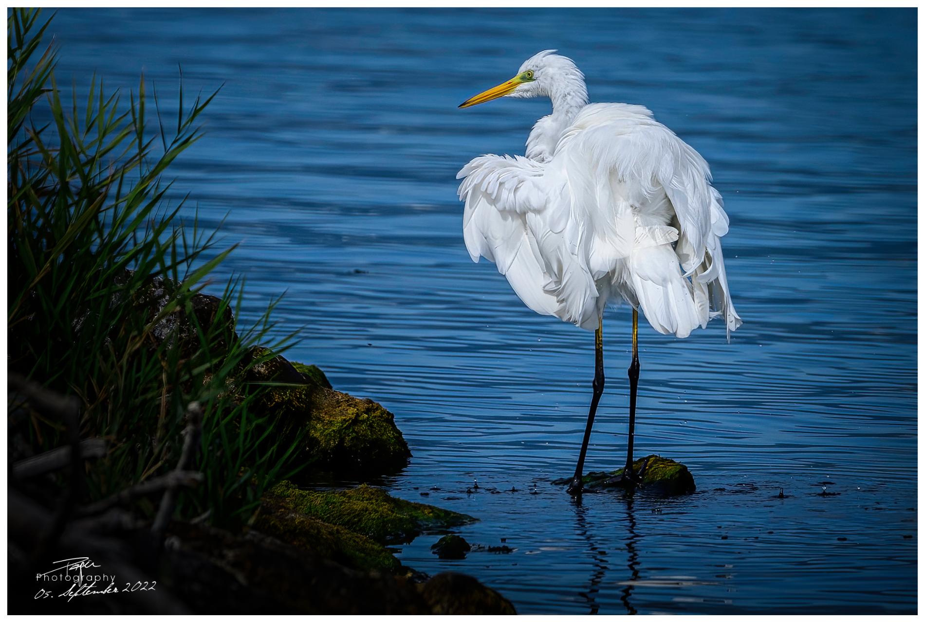 05.09.2022 - Silberreiher