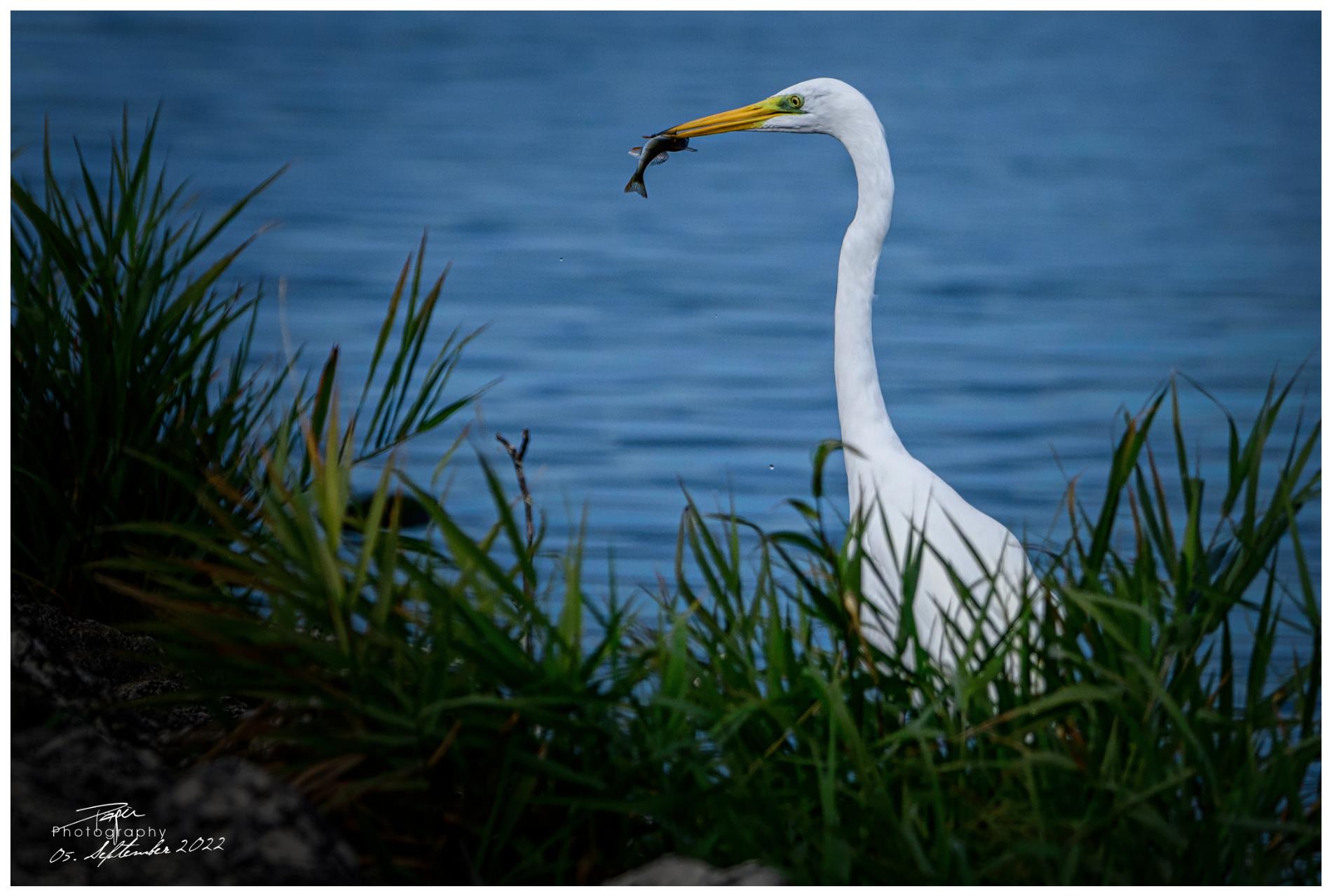 05.09.2022 - Silberreiher
