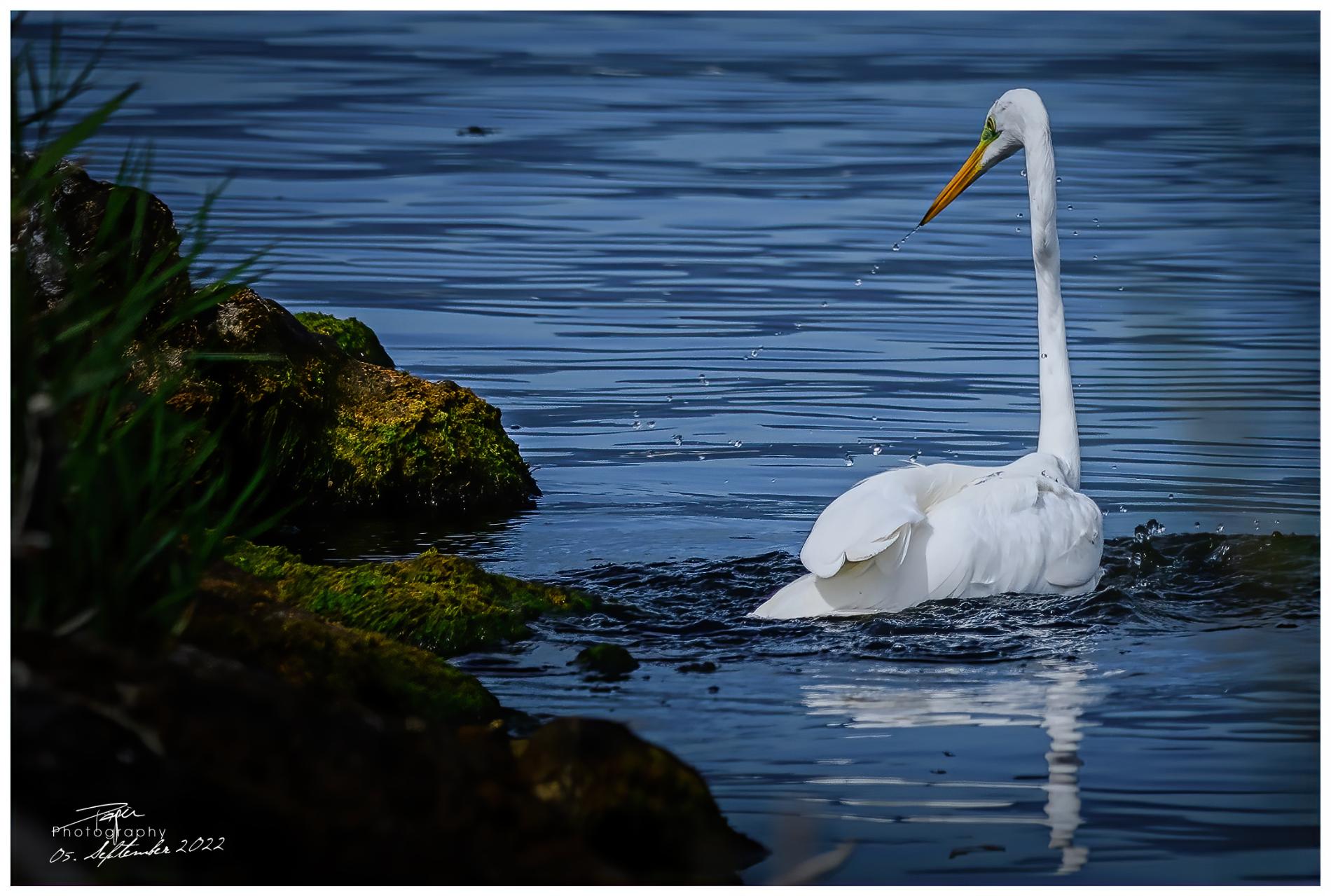 05.09.2022 - Silberreiher