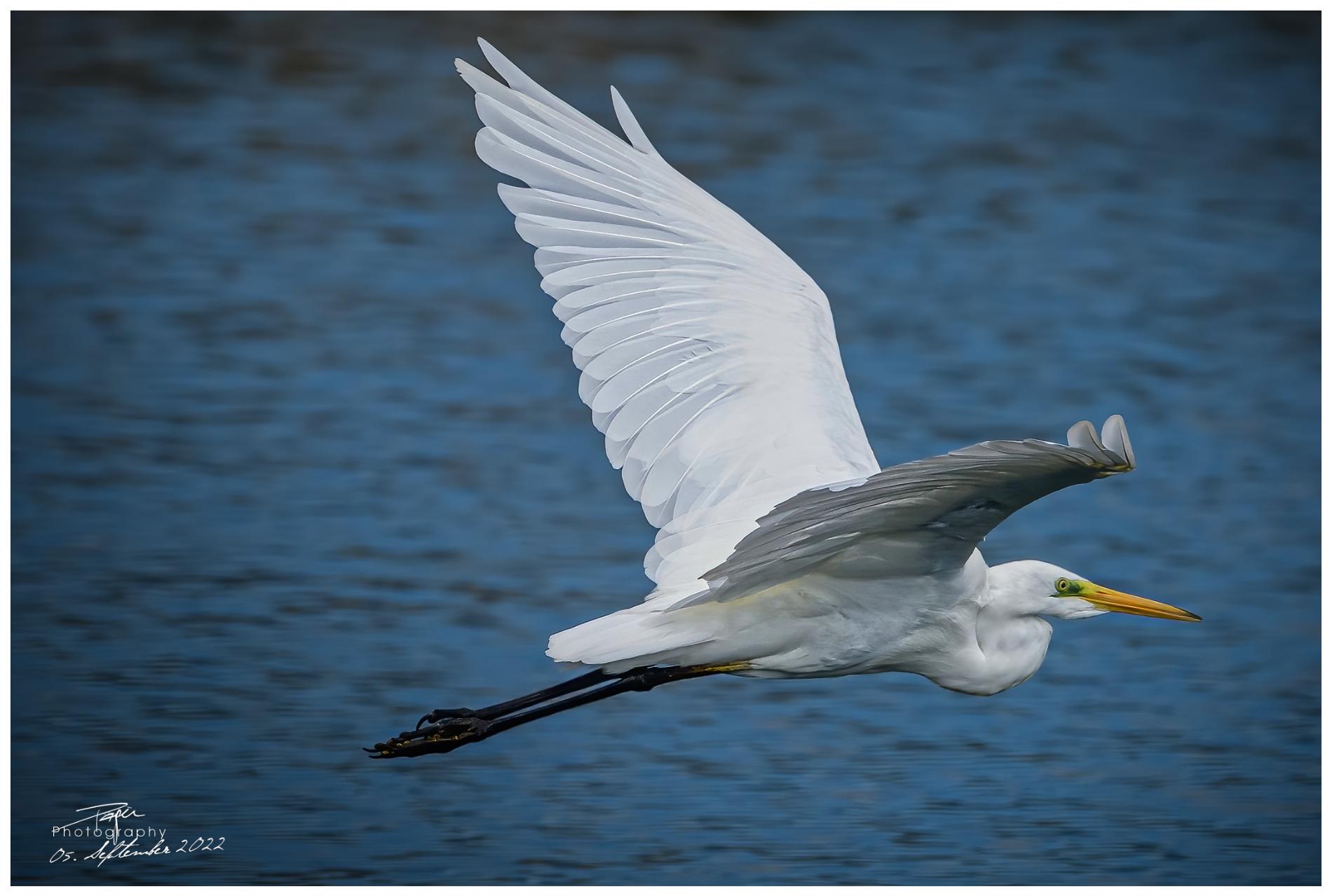 05.09.2022 - Silberreiher