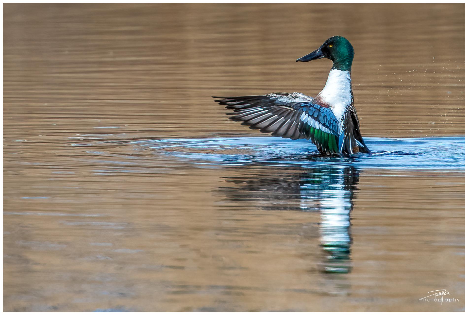 25.02.2022 - Düdingen, Moos