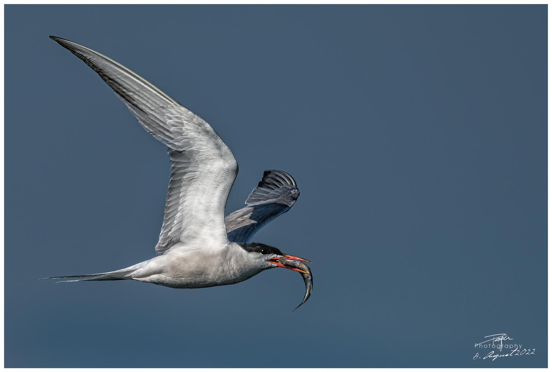 08.08.2022 - Seeschwalbe