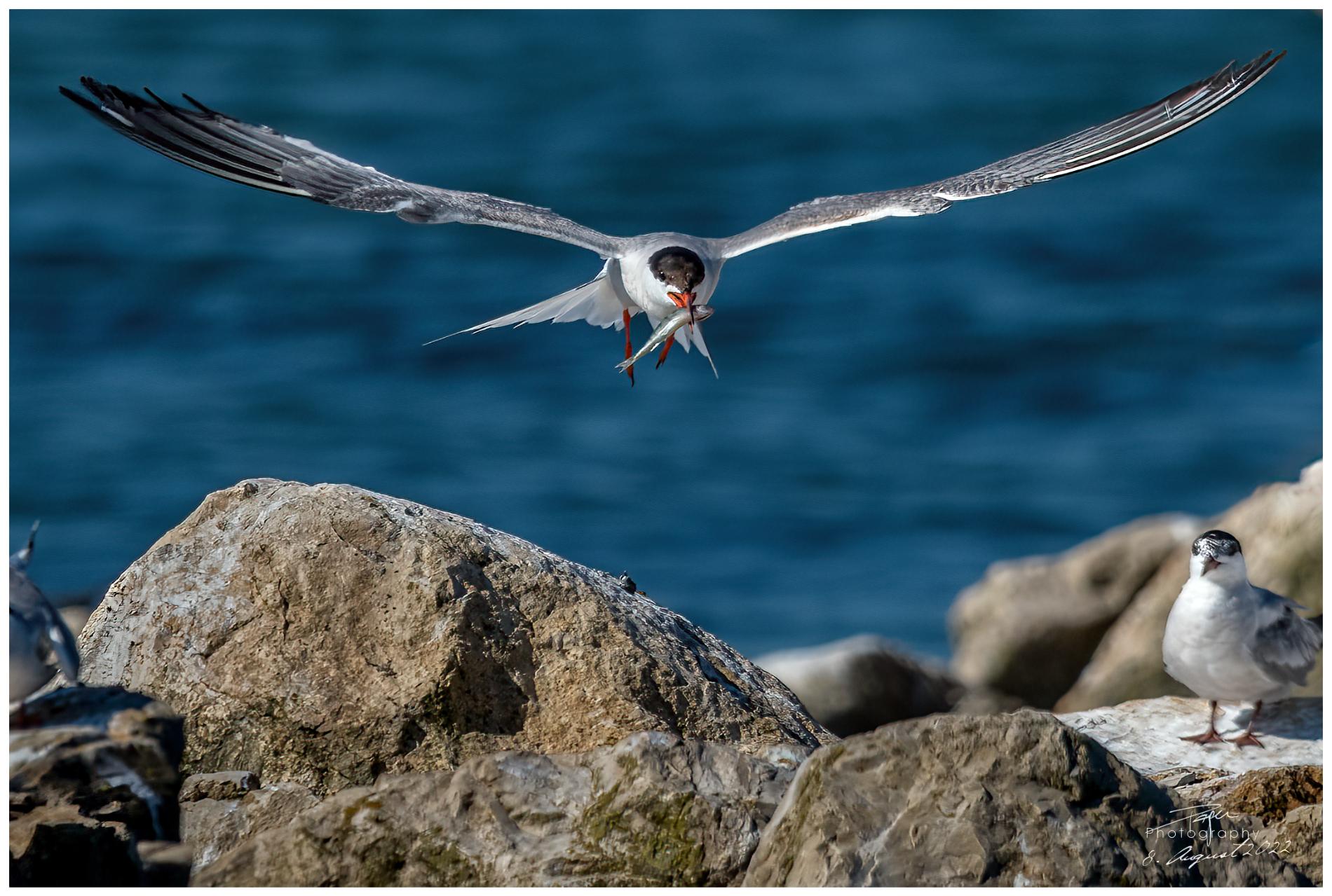 08.08.2022 - Seeschwalbe