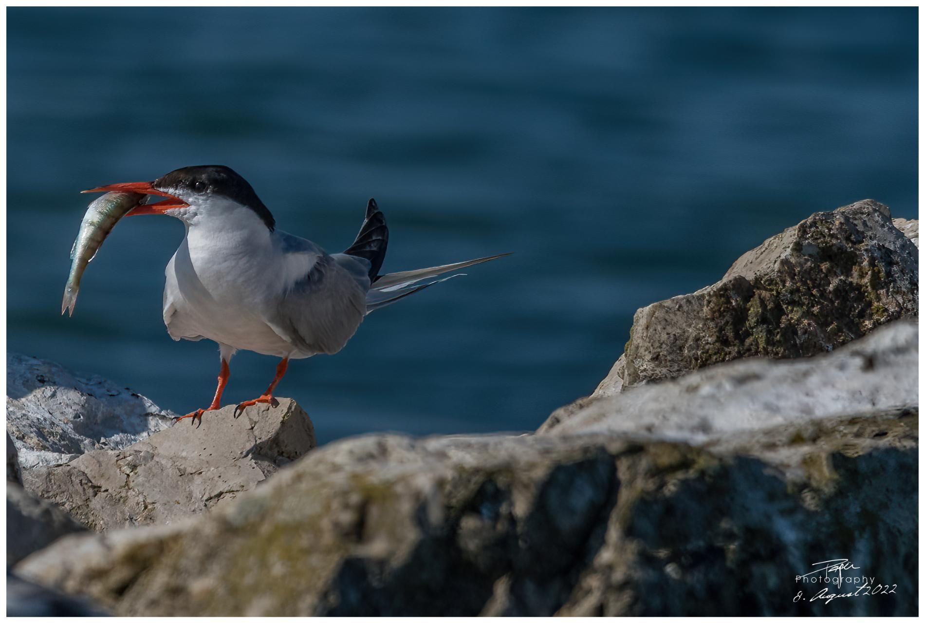 08.08.2022 - Seeschwalbe